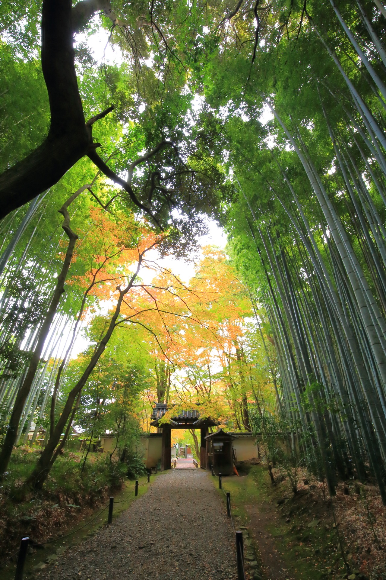 Kyoto Jizoin-Tempel autumn leaves and bamboo
