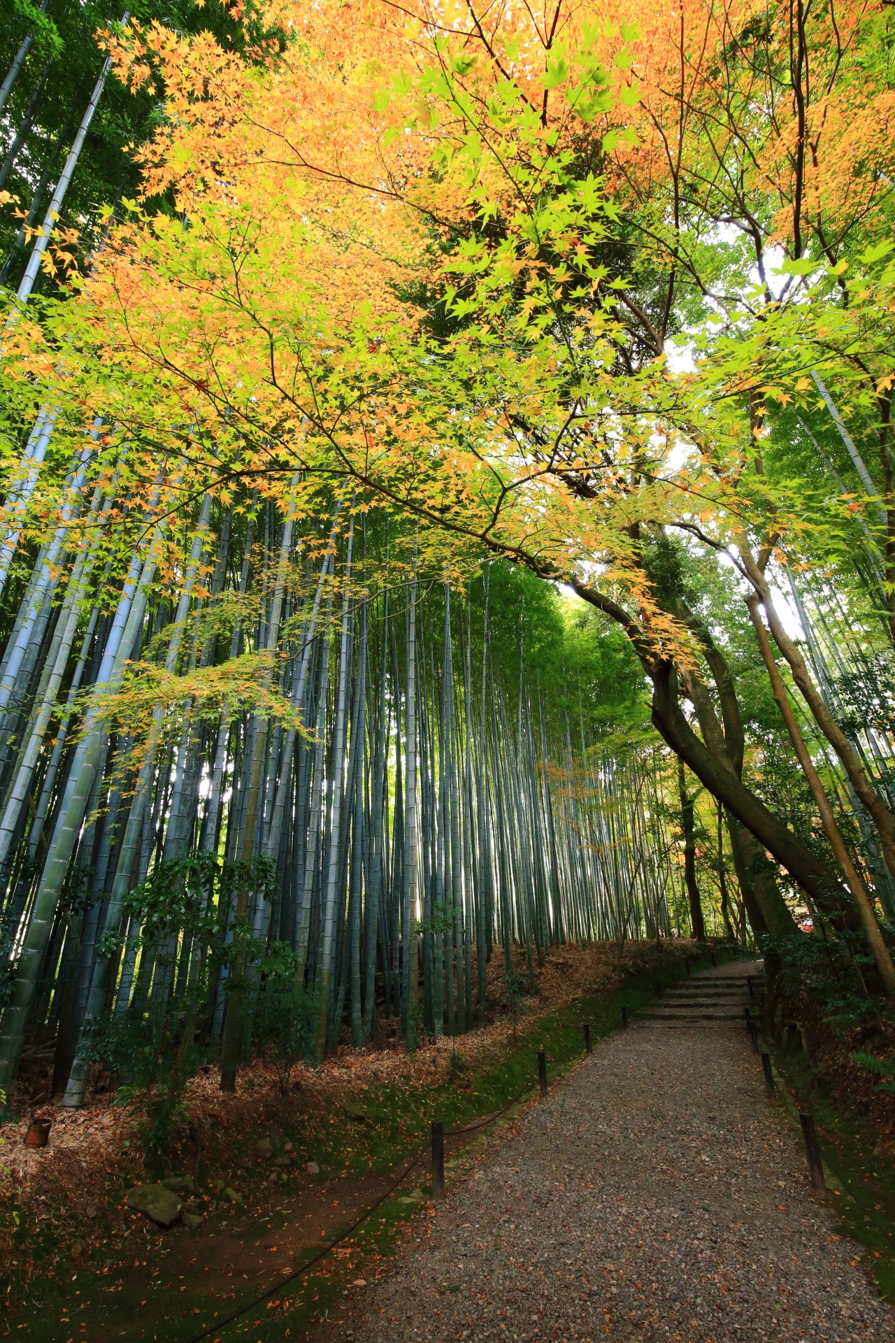 竹の寺の真っ直ぐに伸びた竹と華やかな紅葉