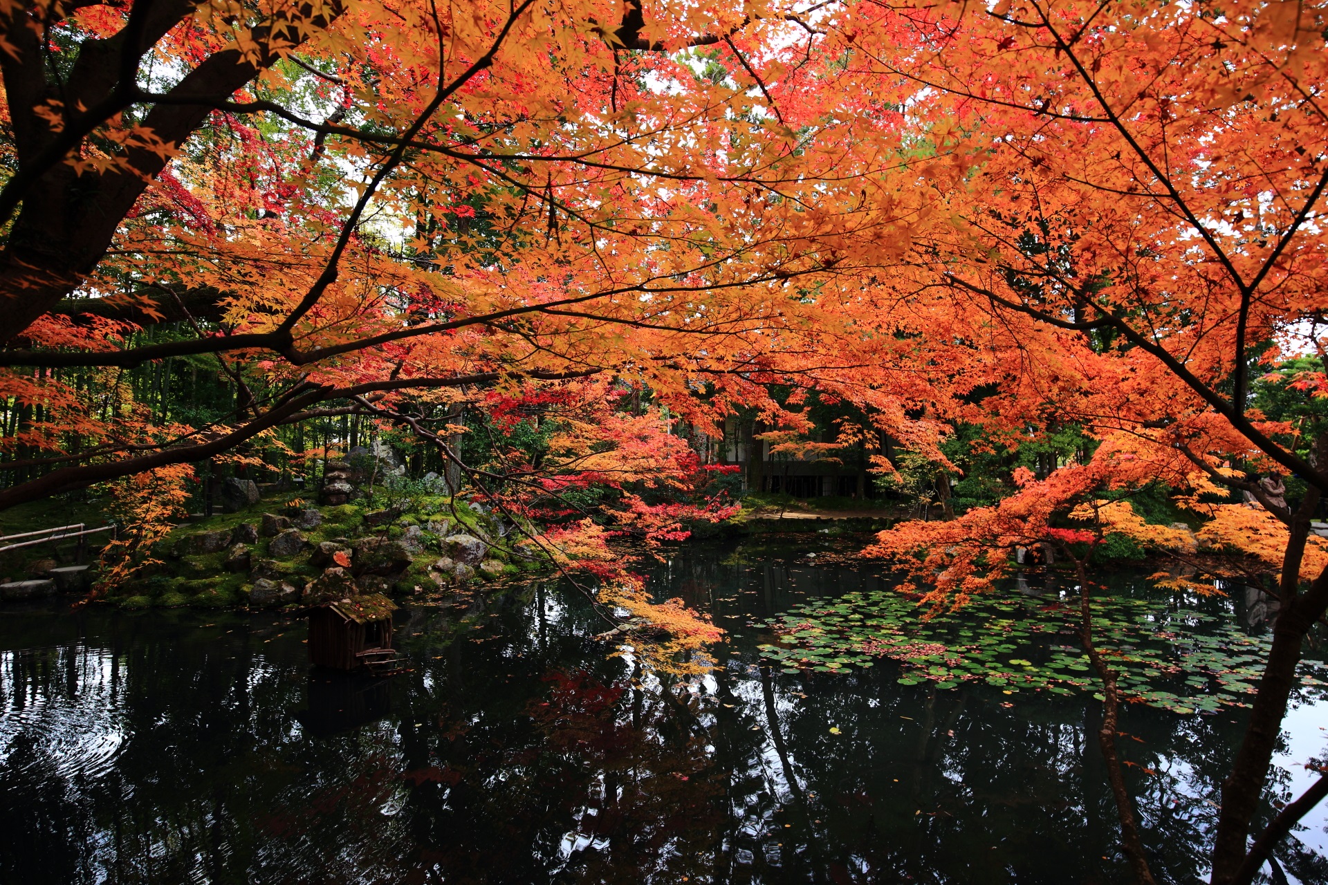 天授庵の水辺を染める艶やかな紅葉