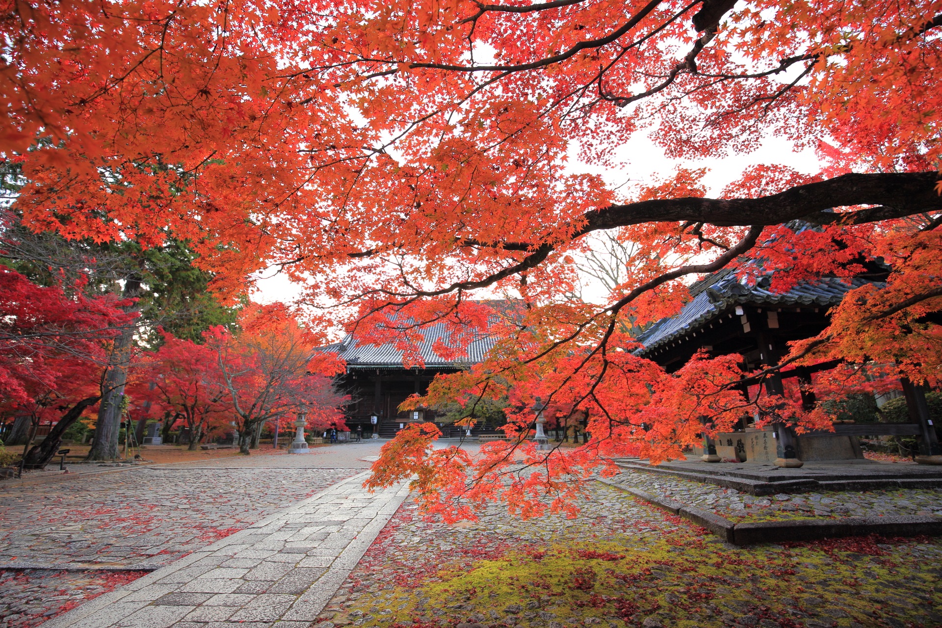 三重塔付近から眺めた本堂と紅葉の淡い秋色の空間