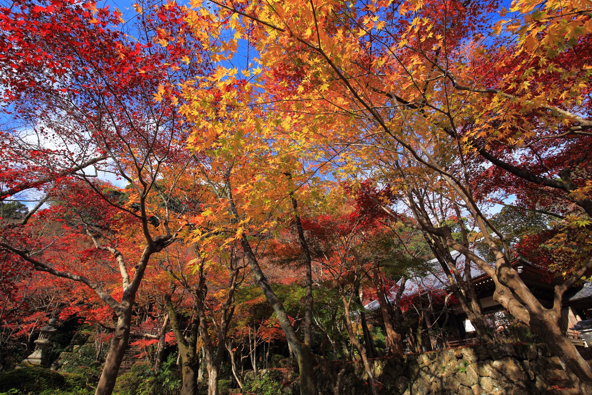下から見上げた勝持寺の本堂や境内の色とりどりの煌く紅葉
