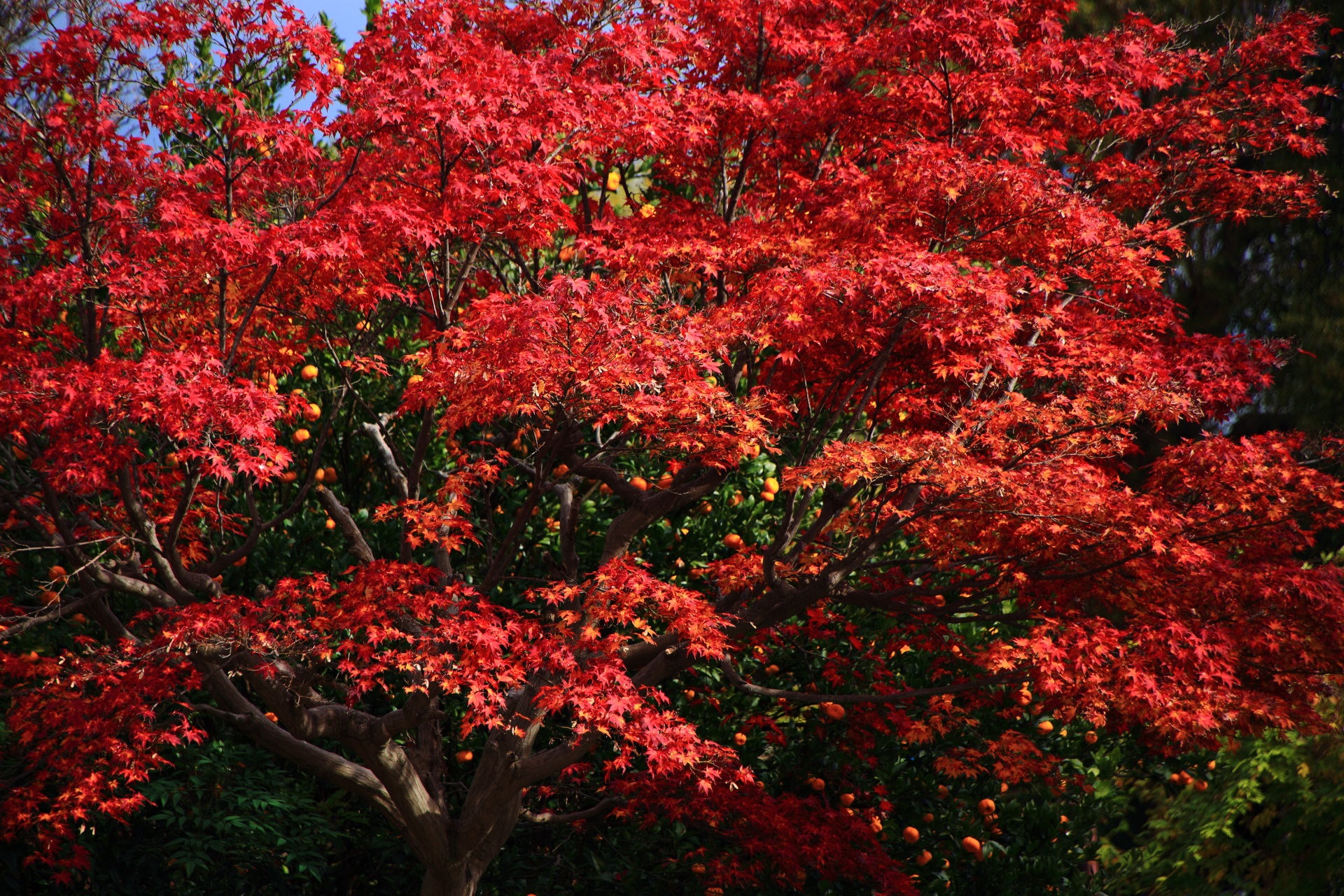 密度の濃い秋風に揺らぐ紅葉
