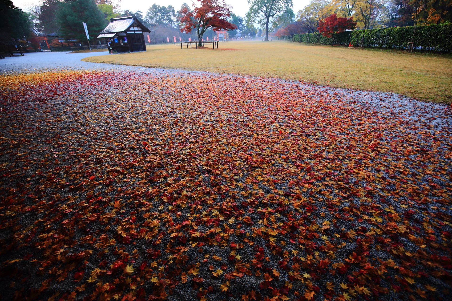 赤い散り紅葉と黄色い散り紅葉の見事な秋色