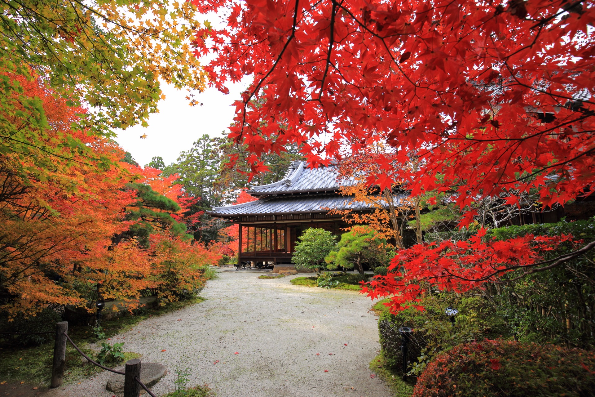 天授庵の鮮やかな紅葉につつまれる庭園と書院