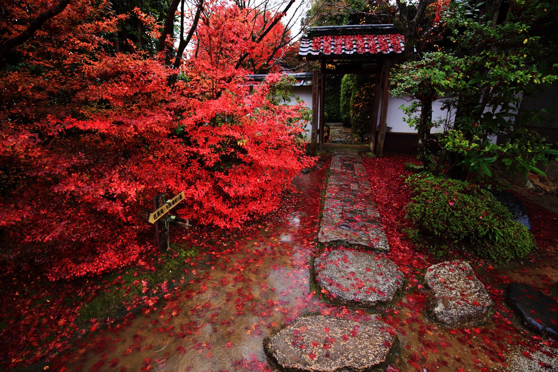 colored leaves Konpuku-ji Temple in Kyoto,Japan