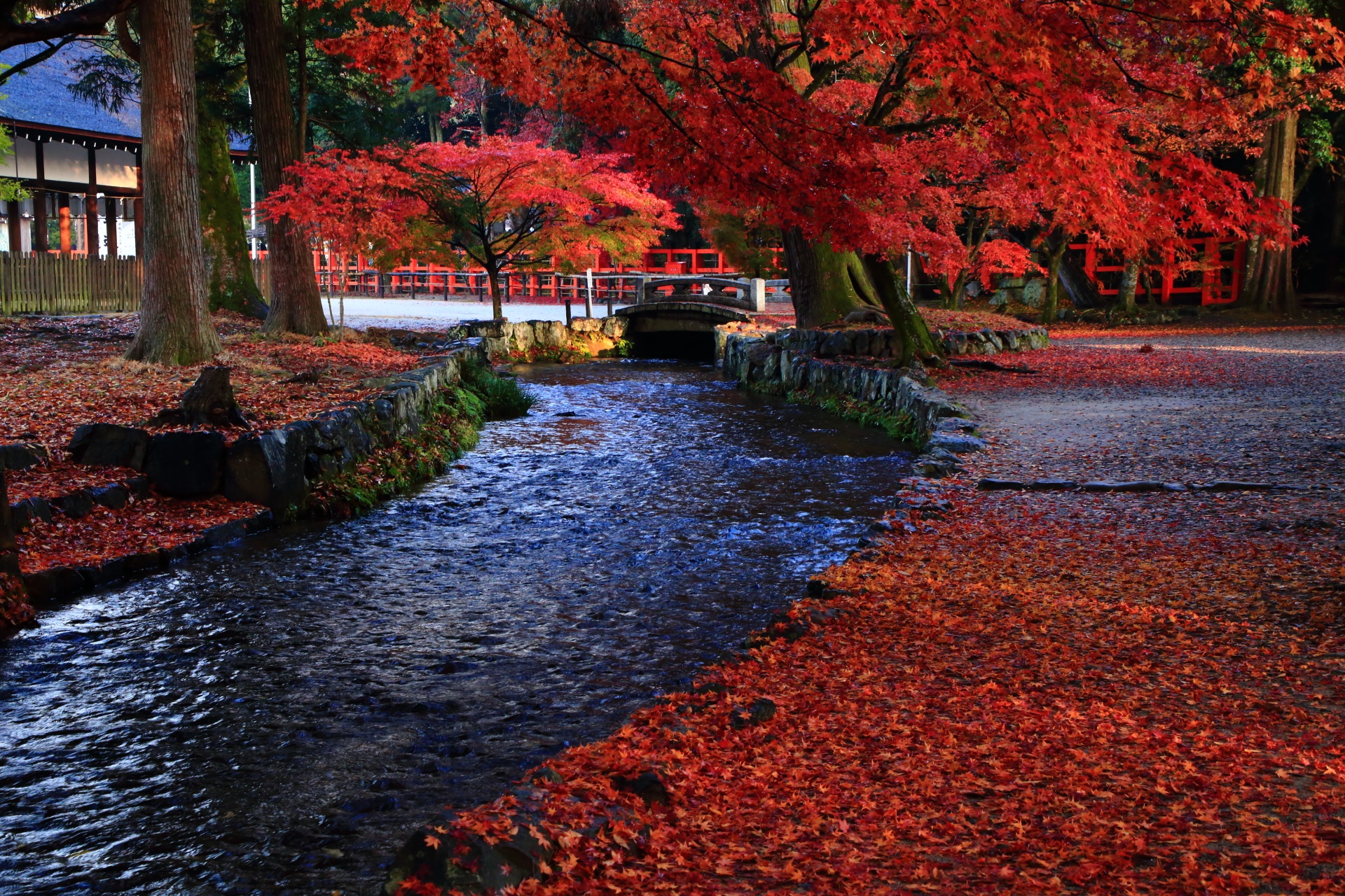 上賀茂神社の「ならの小川」沿いの紅葉や散りもみじ