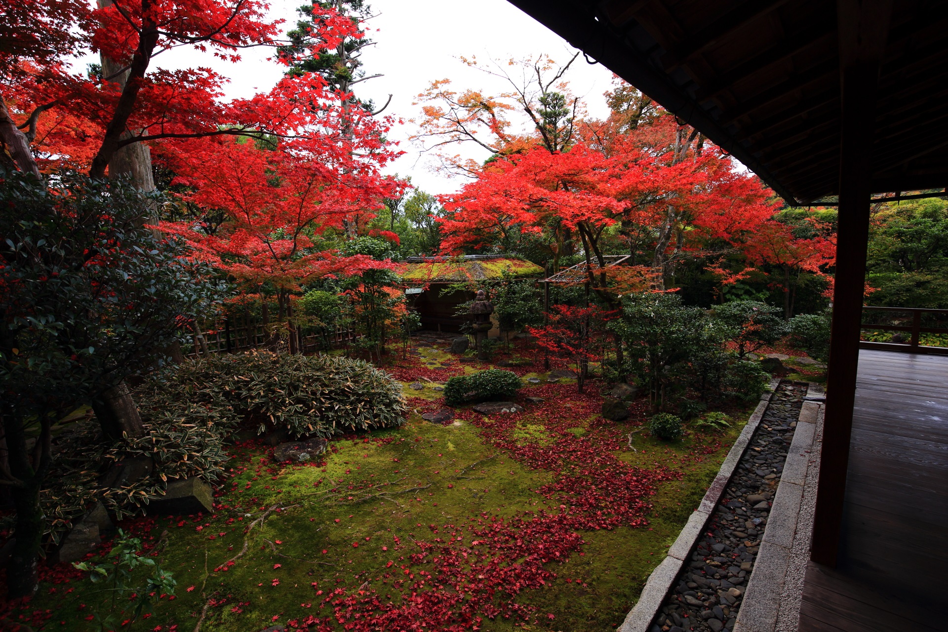 Kyoto Myoshinji Daihoin Temple colored leaves