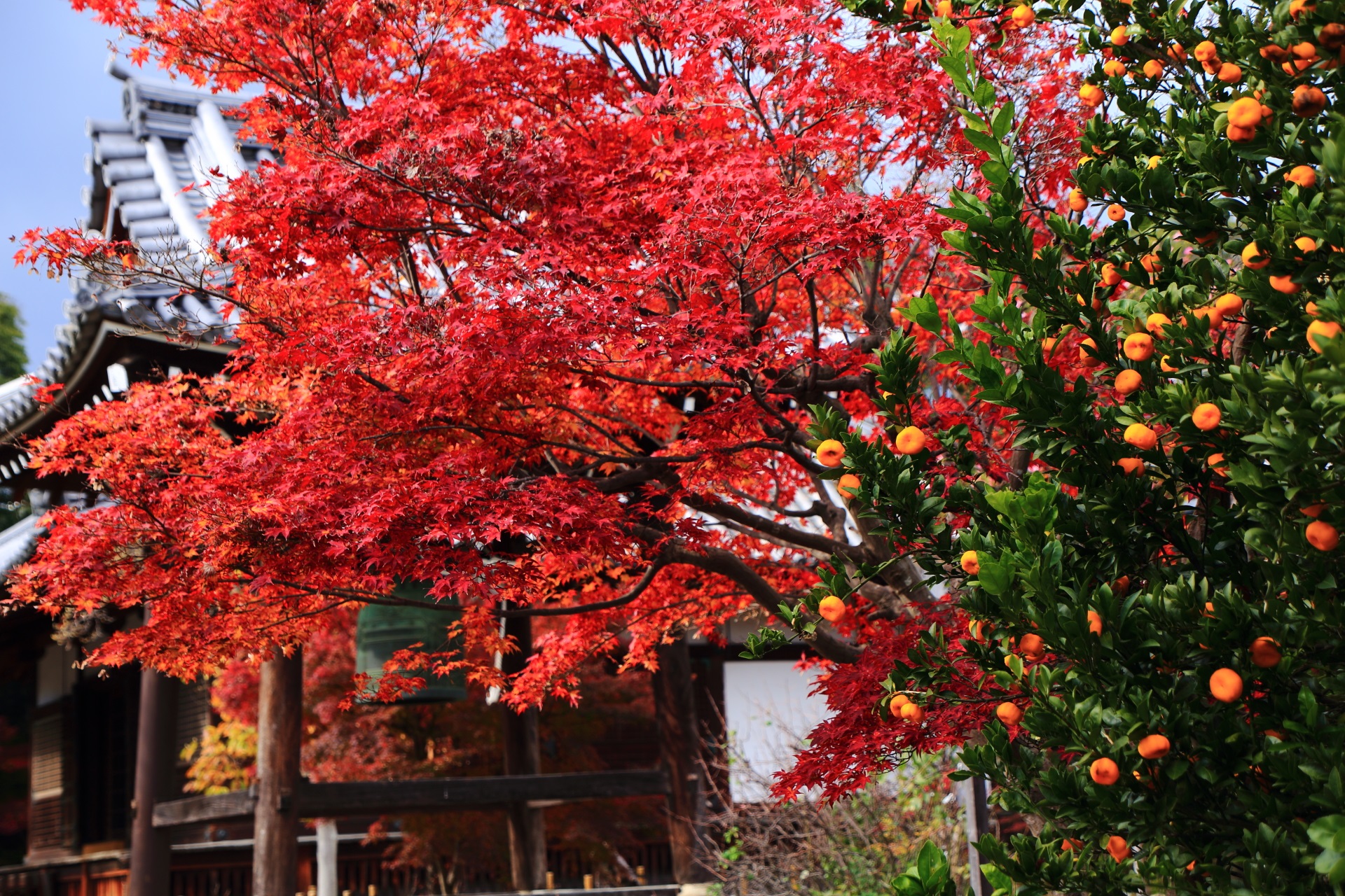乙訓寺の素晴らしい紅葉と柑橘と秋の情景に感謝
