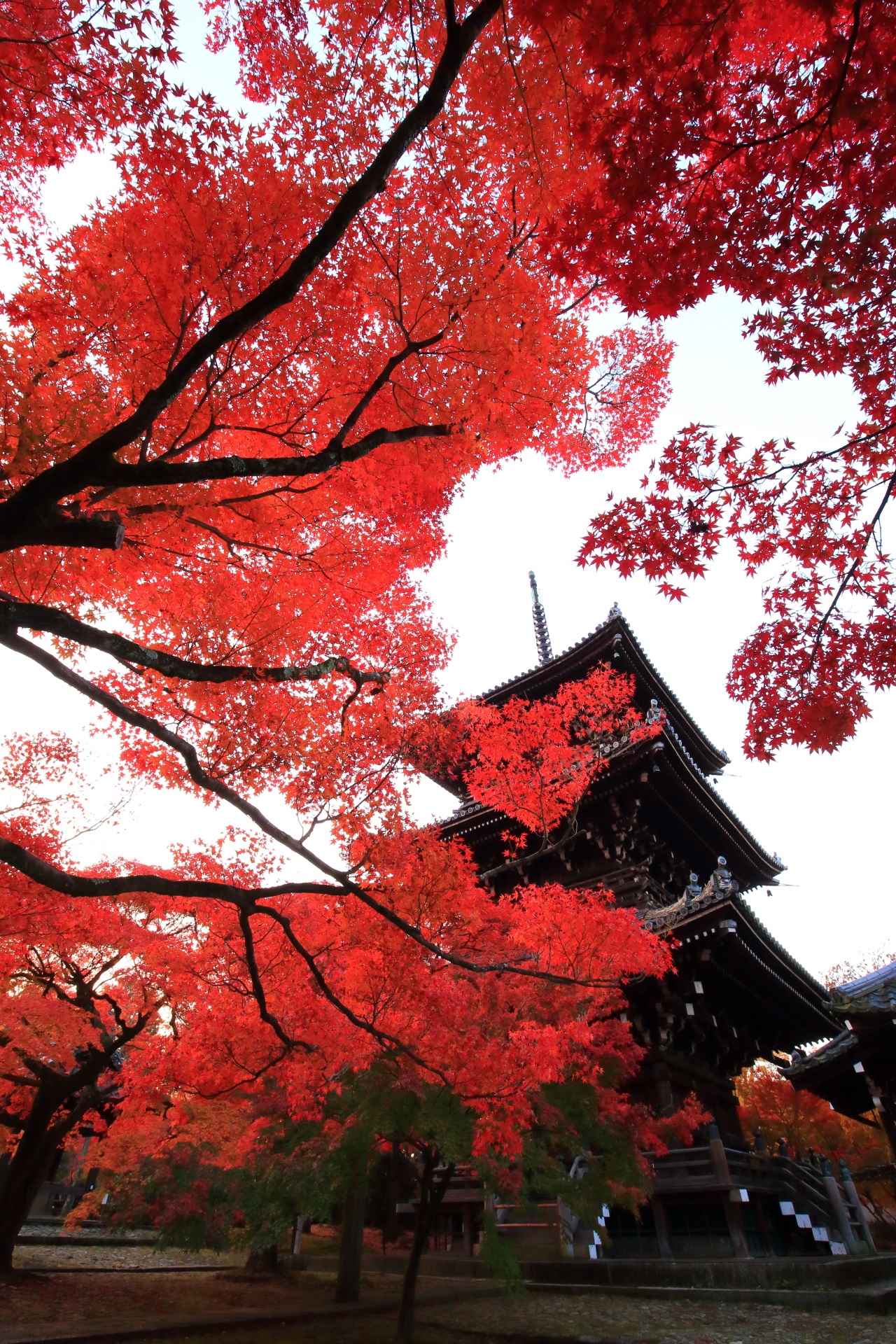 autumn leaves Sinnyo-do Temple Kyoto,Japan