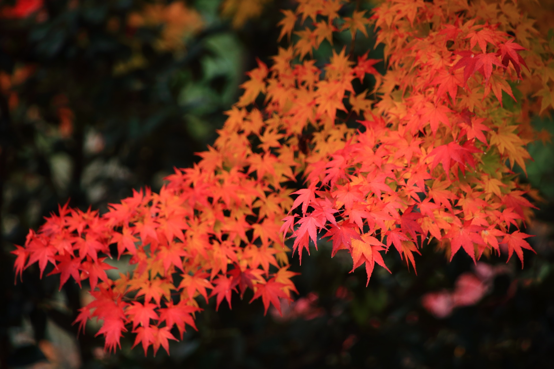 光悦寺の艶やかな絶品の紅葉