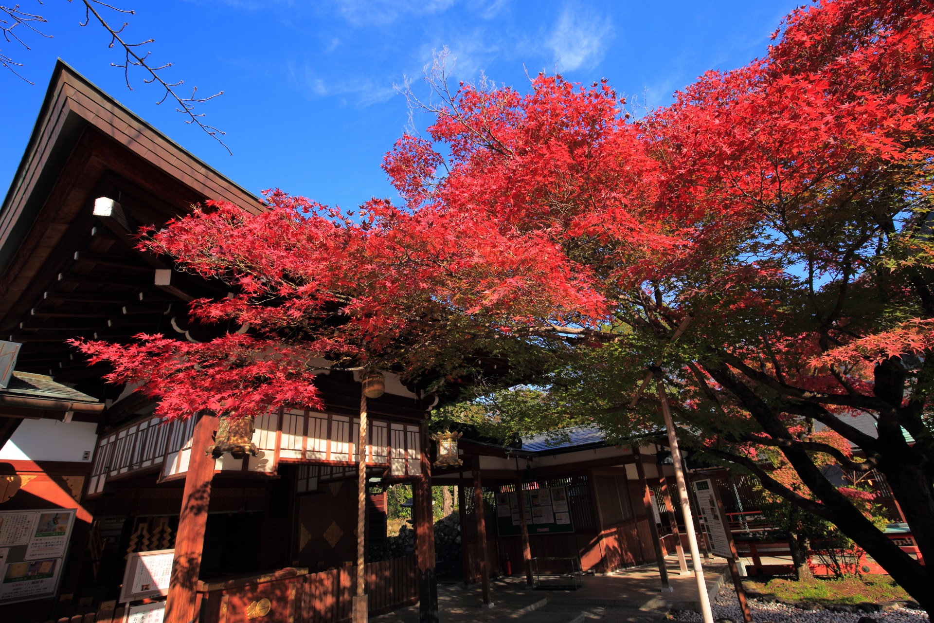 車折神社の本殿を華やぐ煌く紅葉