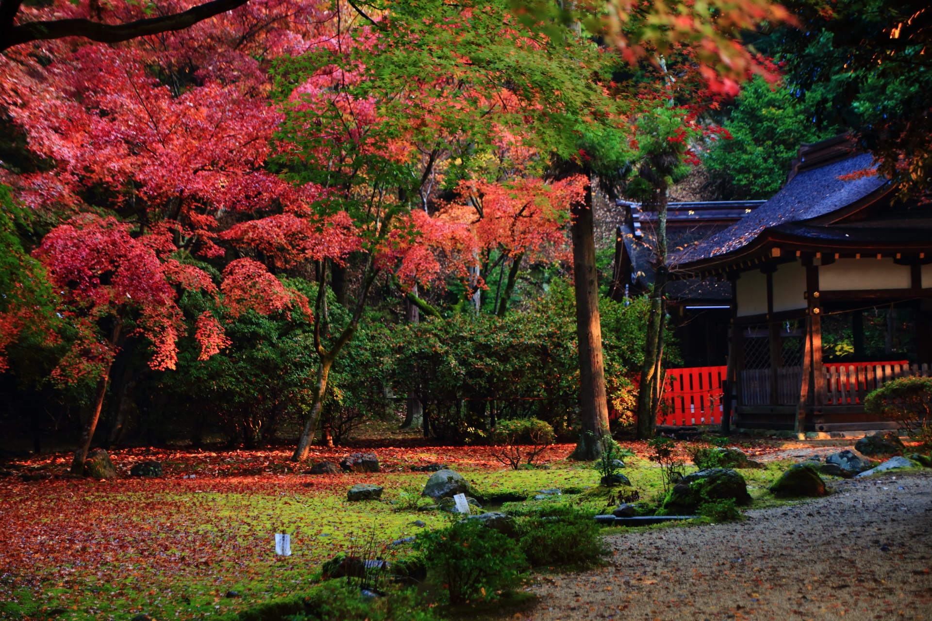多彩な秋色につつまれる上賀茂神社の渉渓園（しょうけいえん）の紅葉