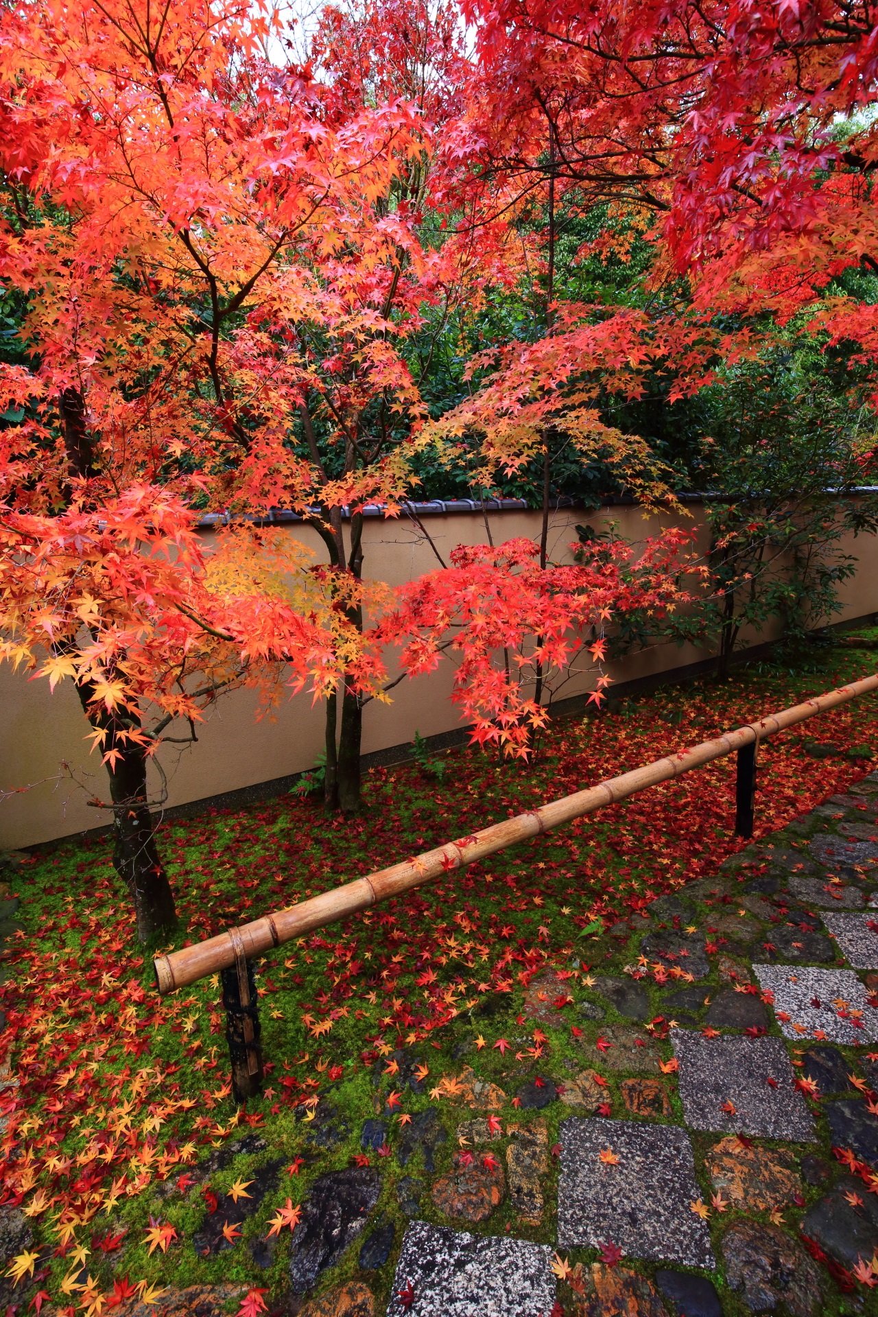光悦寺の素晴らしい紅葉や散りもみじと秋の情景