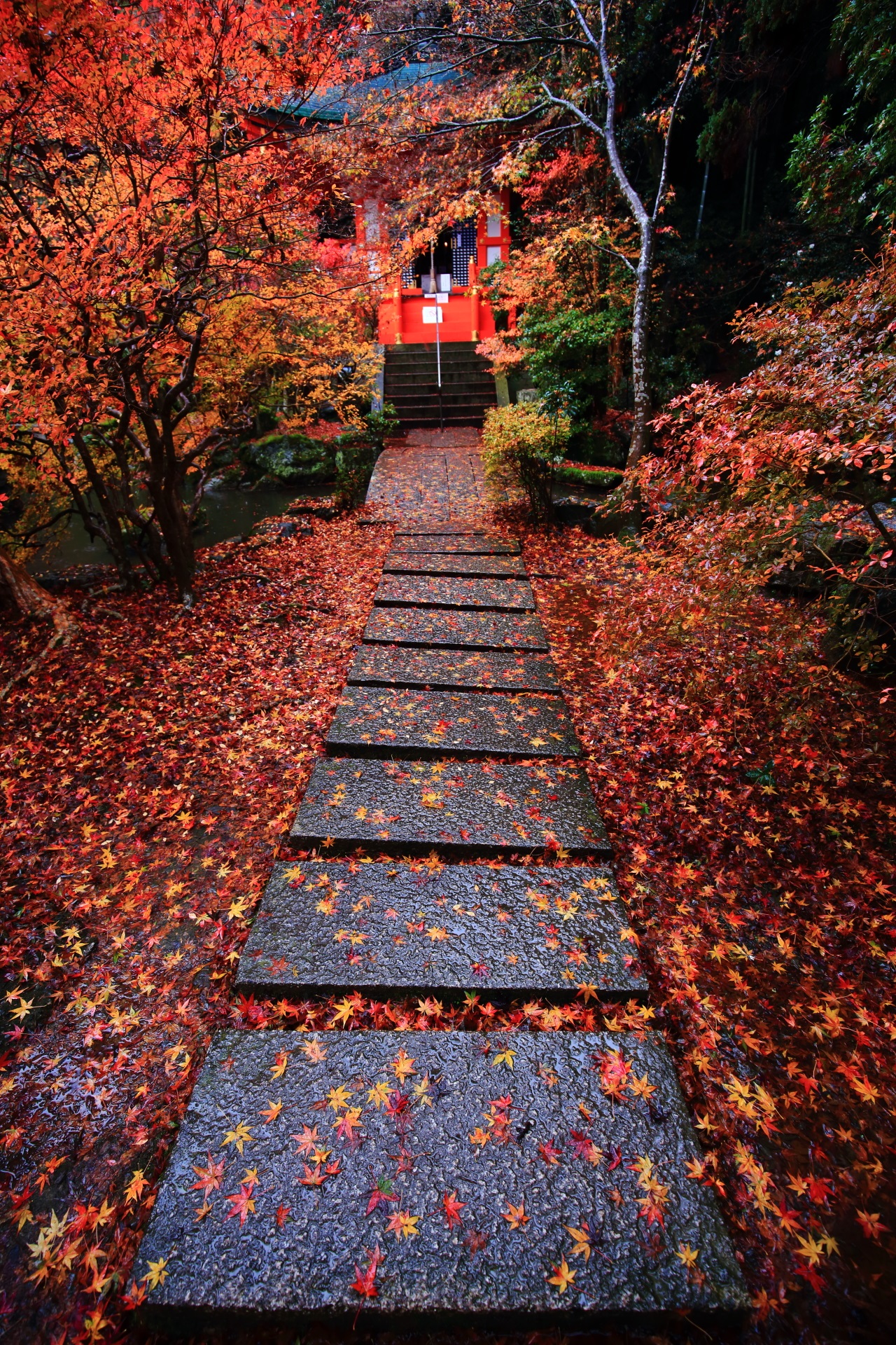 colored leaves Bishamondo-Temple in Kyoto,Japan