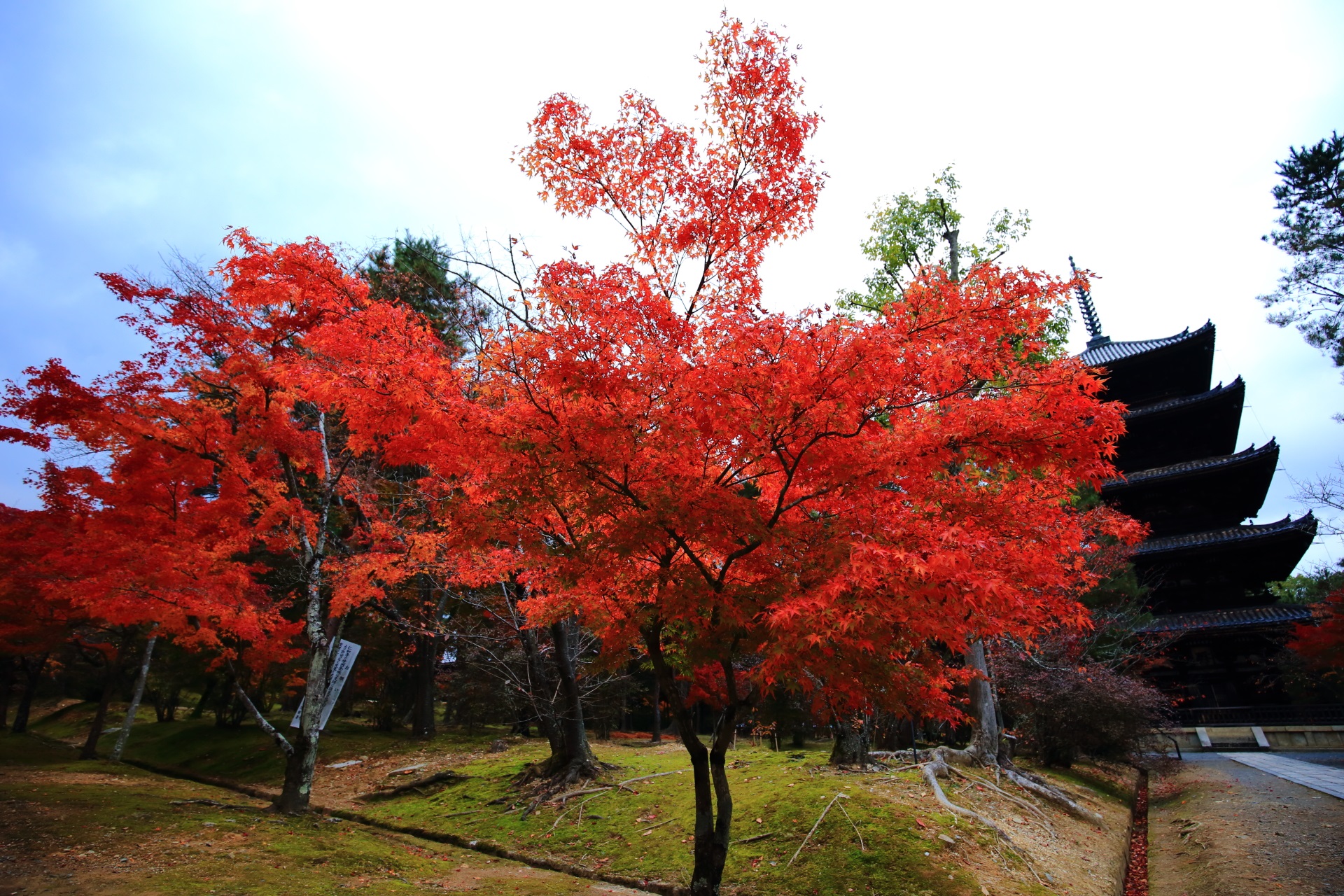 Kyoto Ninnaji-Temple autumn leaves