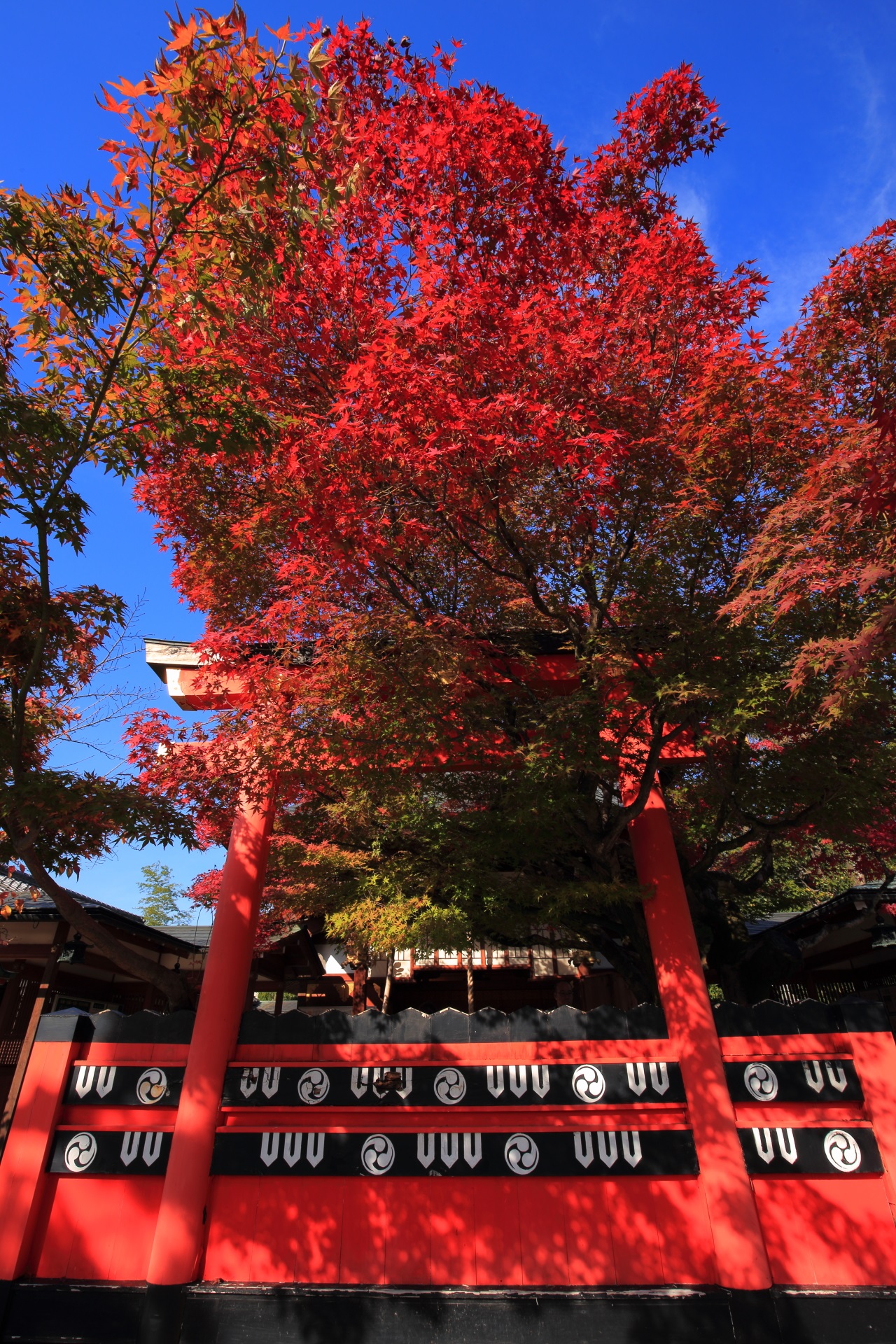 Kyoto Kurumazaki-jinja shrine colored leaves