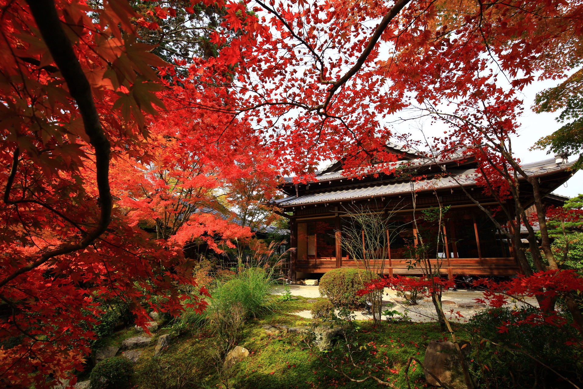秋色に染まる書院と溢れる真っ赤な紅葉