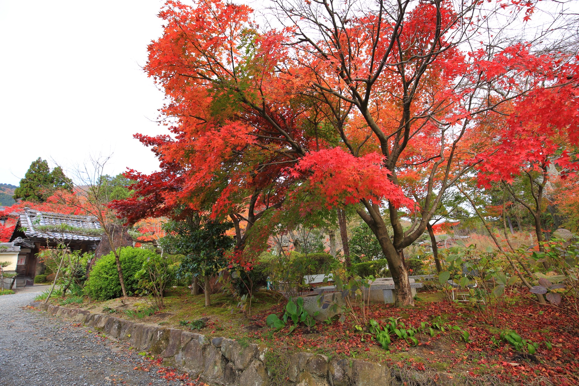 優雅な紅葉に染まる正法寺の山門