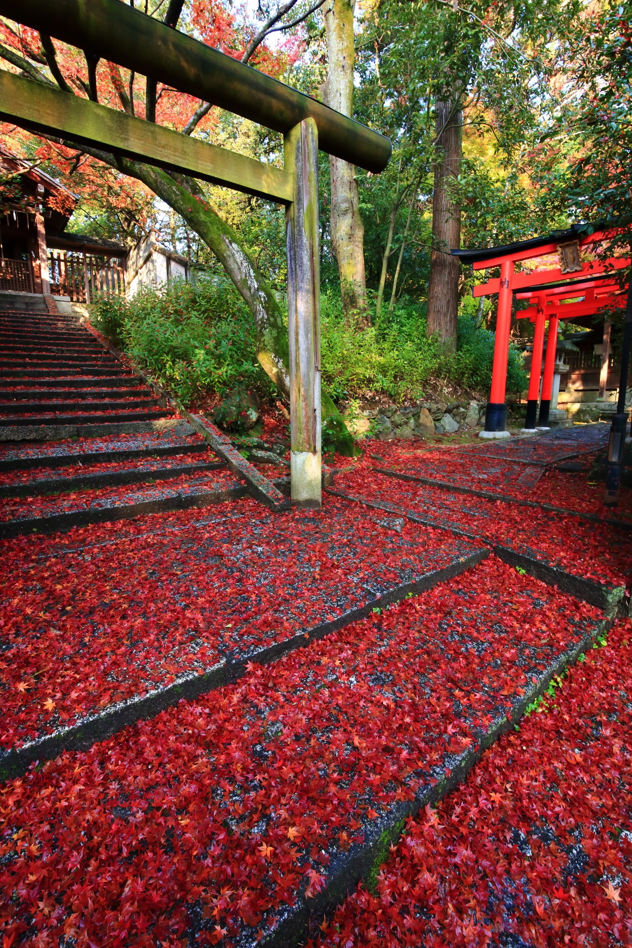 Kyoto Imamiya-jinja shrine colored leaves