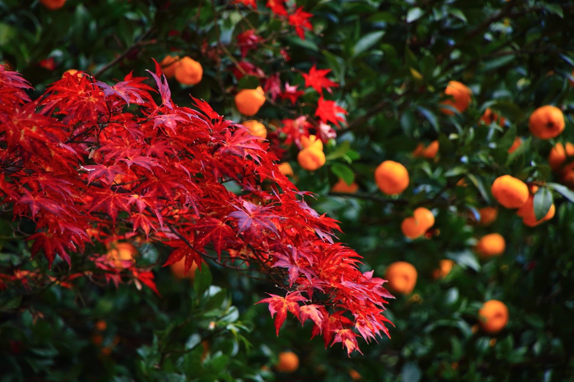 乙訓寺の最高の見ごろの紅葉と柑橘