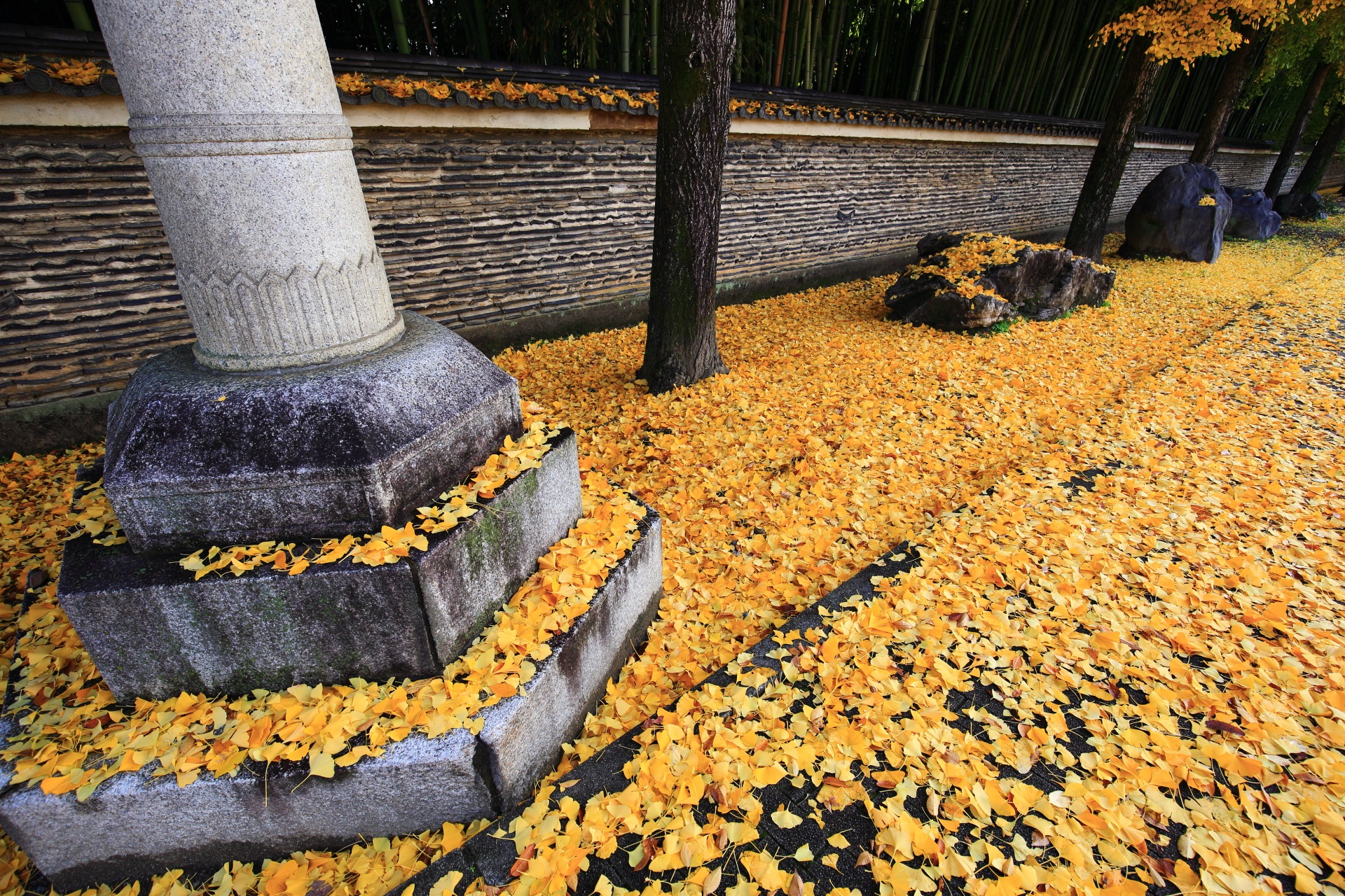 岩や燈籠も黄色く染める今宮神社の散り銀杏