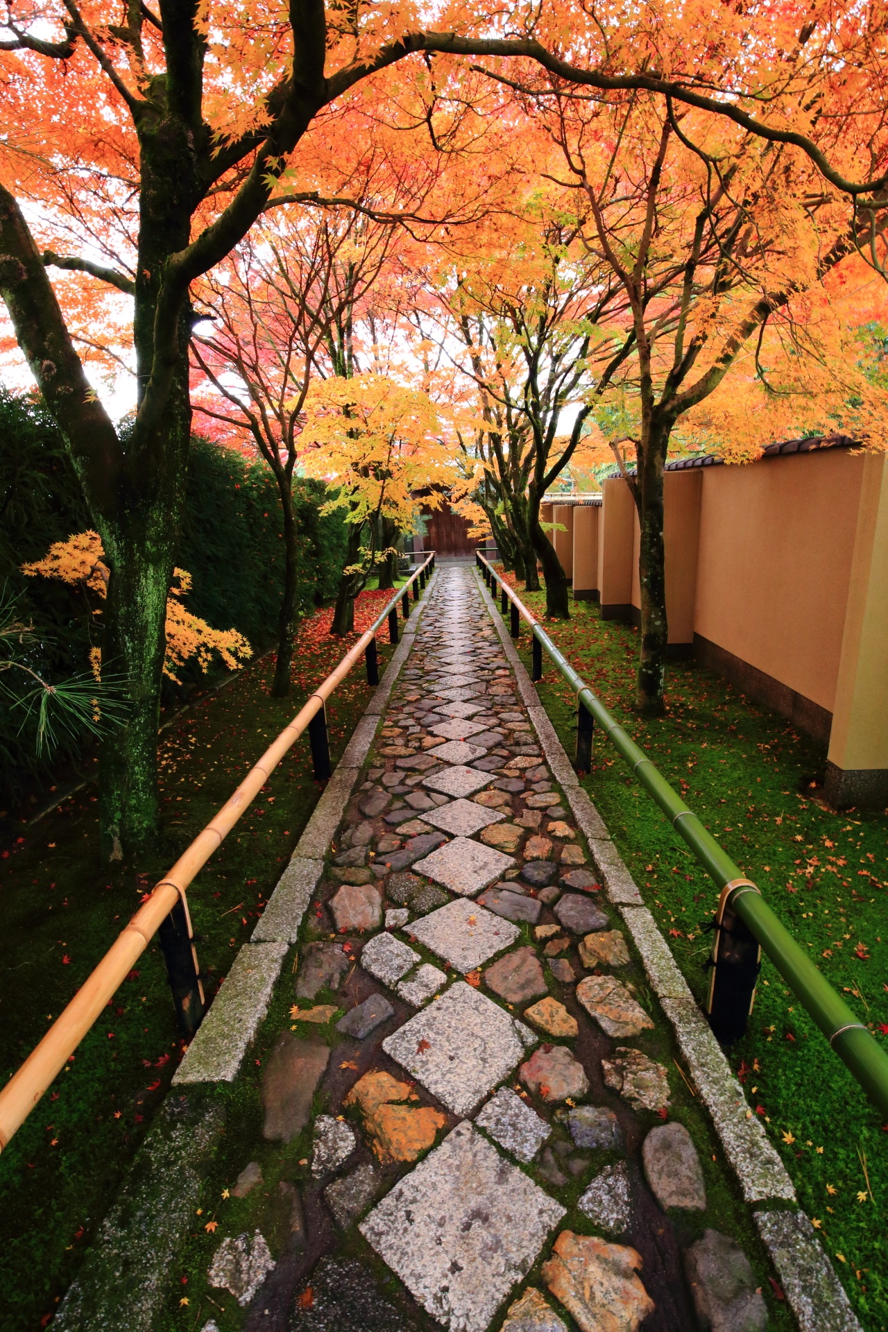 柔らかな秋色につつまれる光悦寺の見事な紅葉の参道