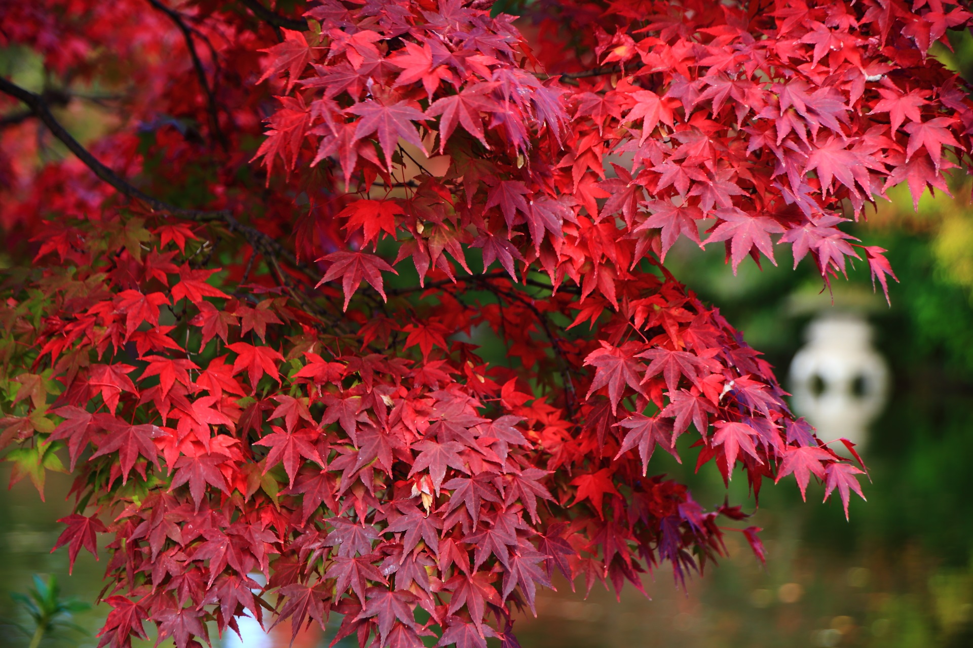 池と燈籠を鮮やかに彩る神泉苑の紅葉