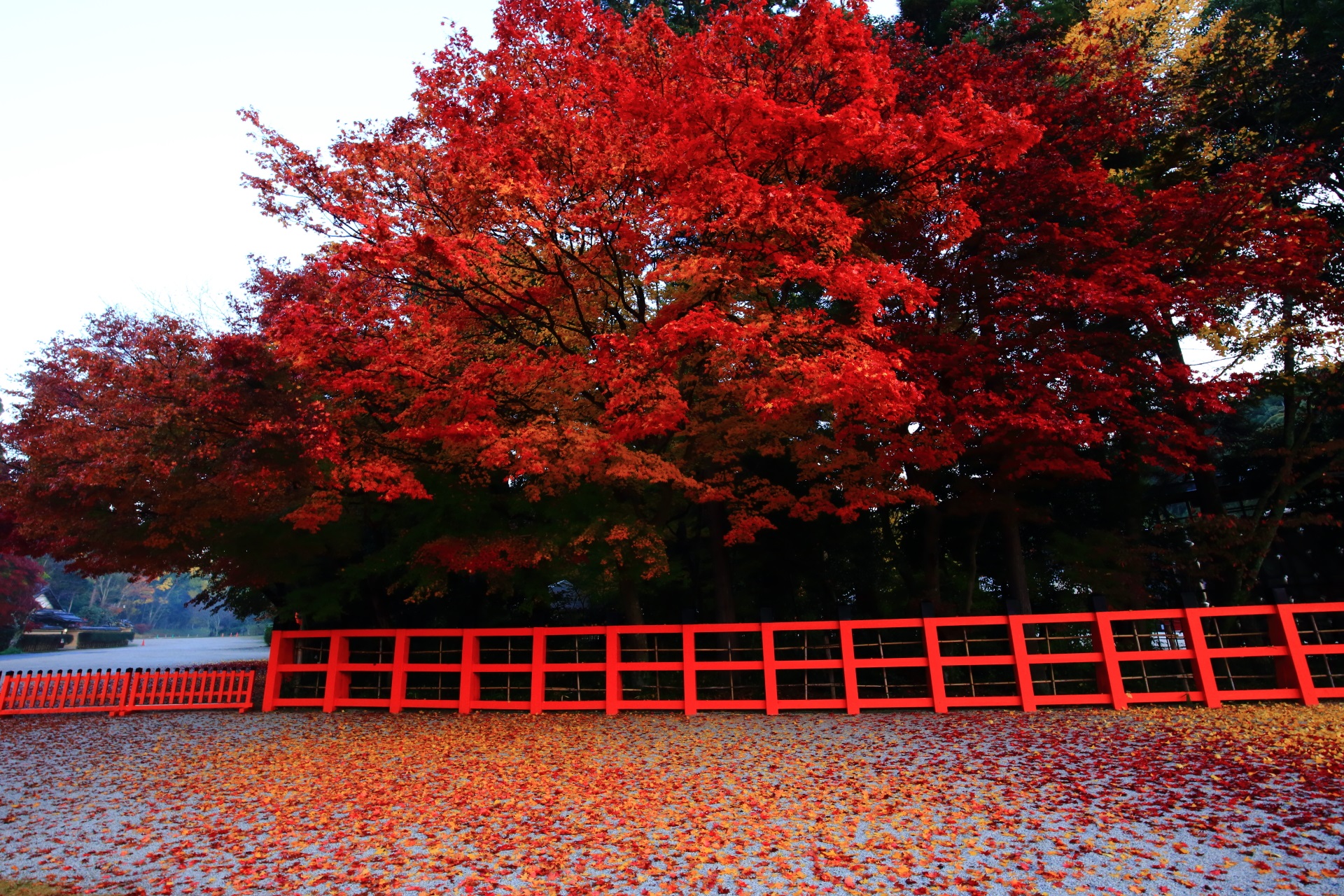 上賀茂神社の夜明けの薄暗い境内で煌くような紅葉