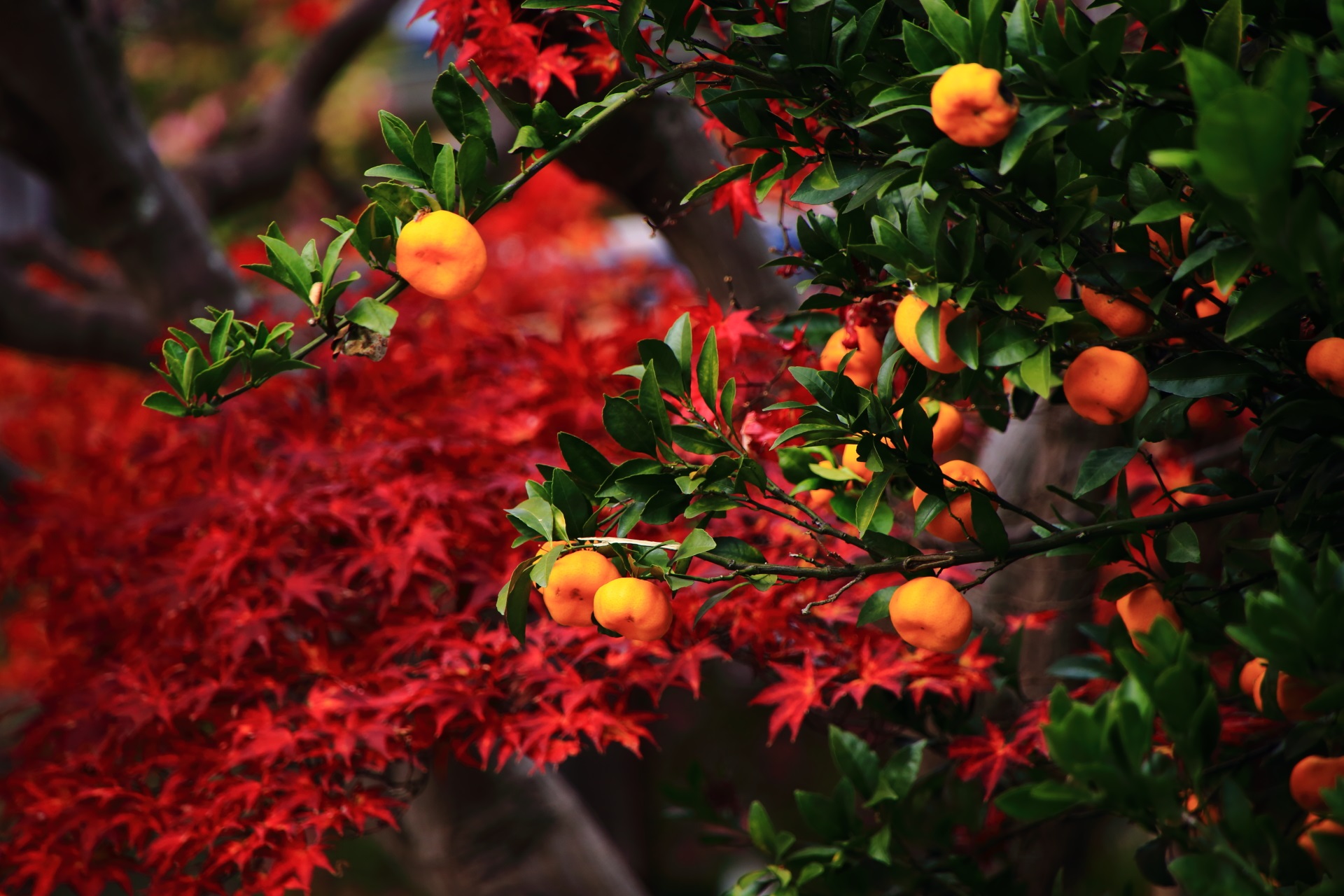 紅葉が演出する丸いオレンジの柑橘の実