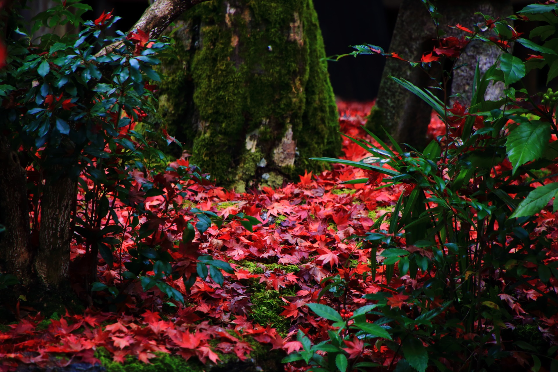 Kyoto Jissoin-monzeki-Temple colored leaves