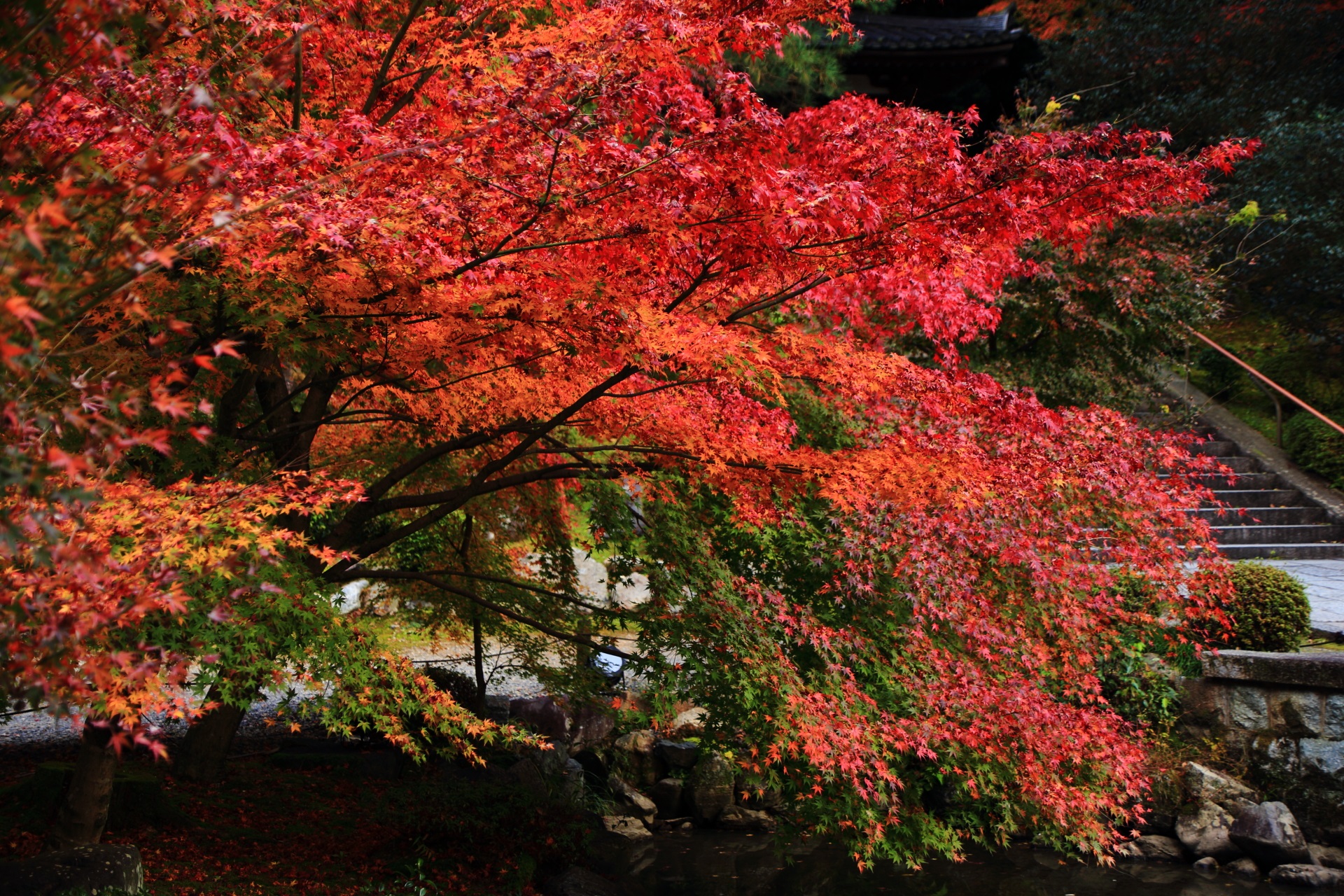 水辺を秋色に染める煌くような見事な色づきの紅葉