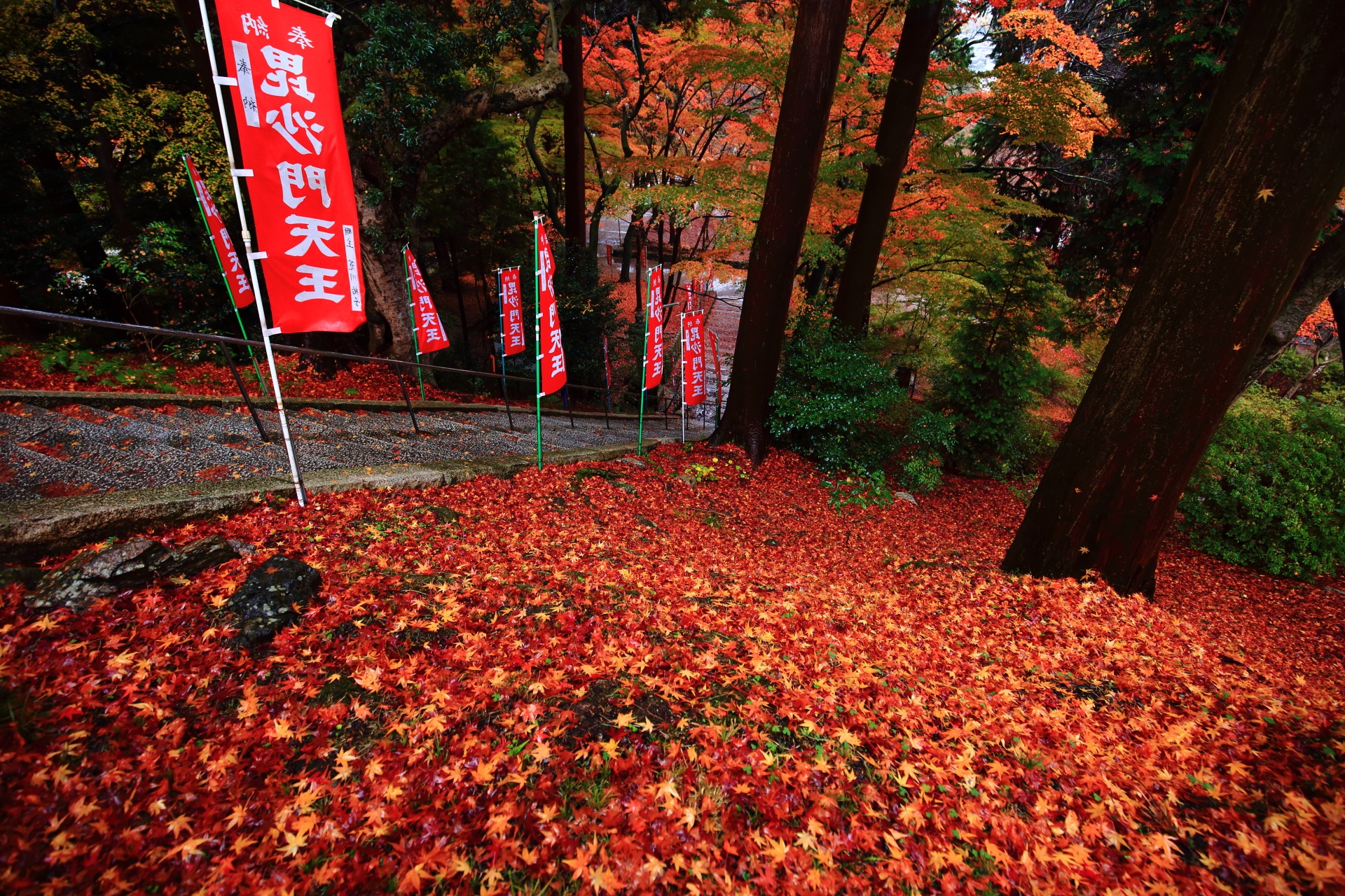 石段横の斜面を染める紅葉の絨毯