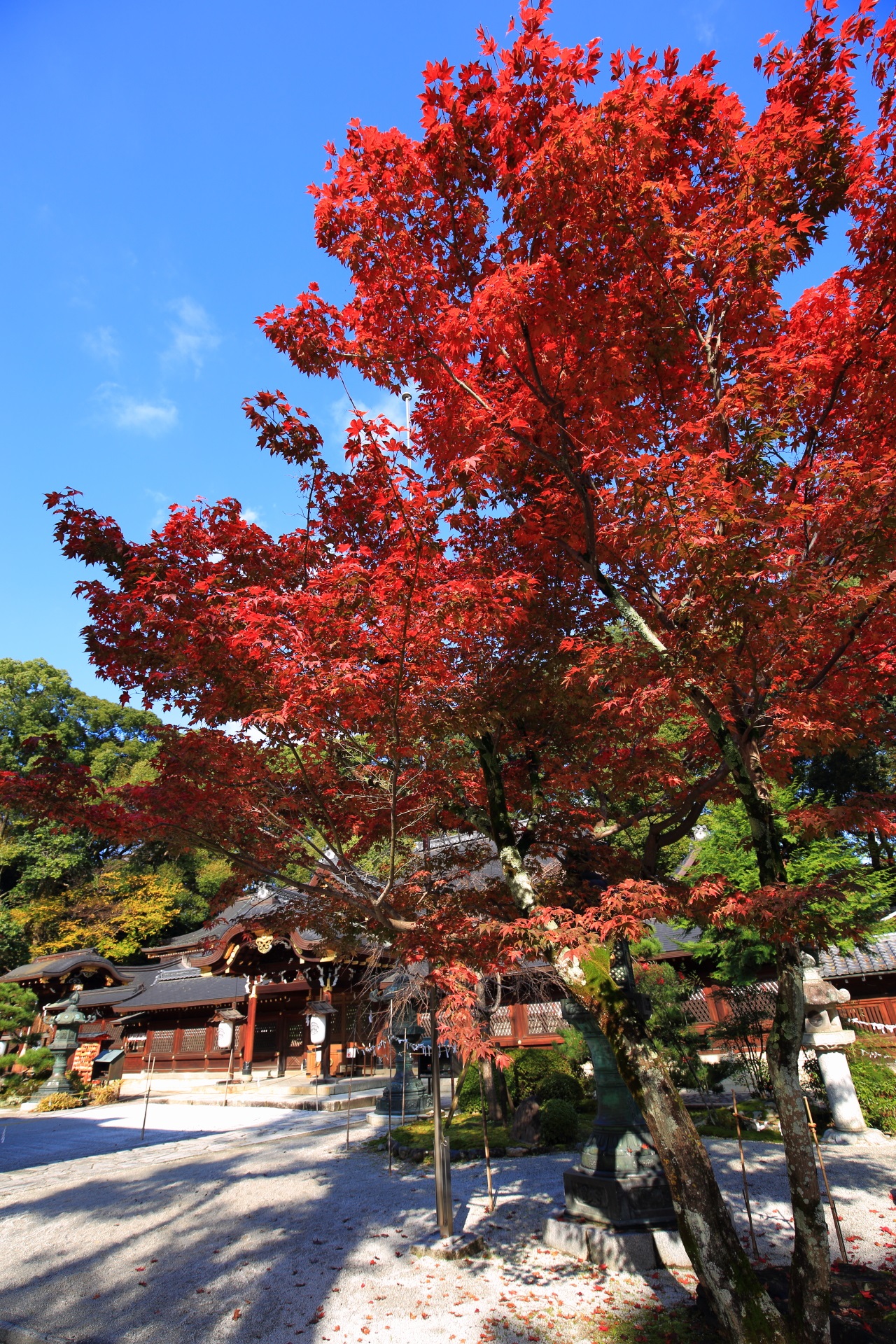 今宮神社の素晴らしい紅葉と秋の情景