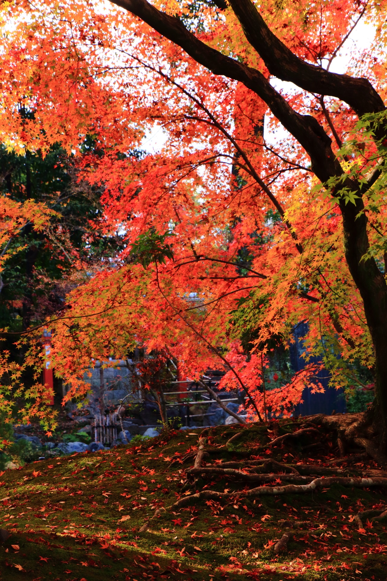 Kyoto Nagaoka-tenmangu shrine colored leaves