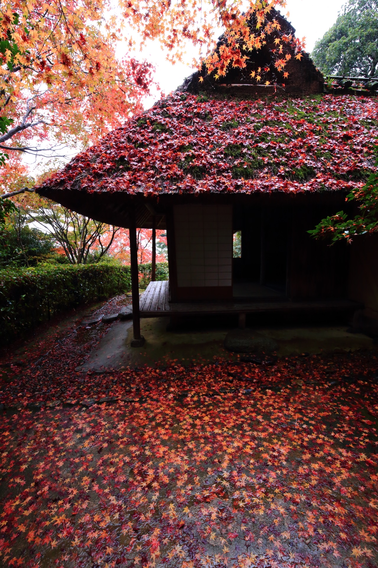 Kyoto Konpukuji-Temple autumn leaves