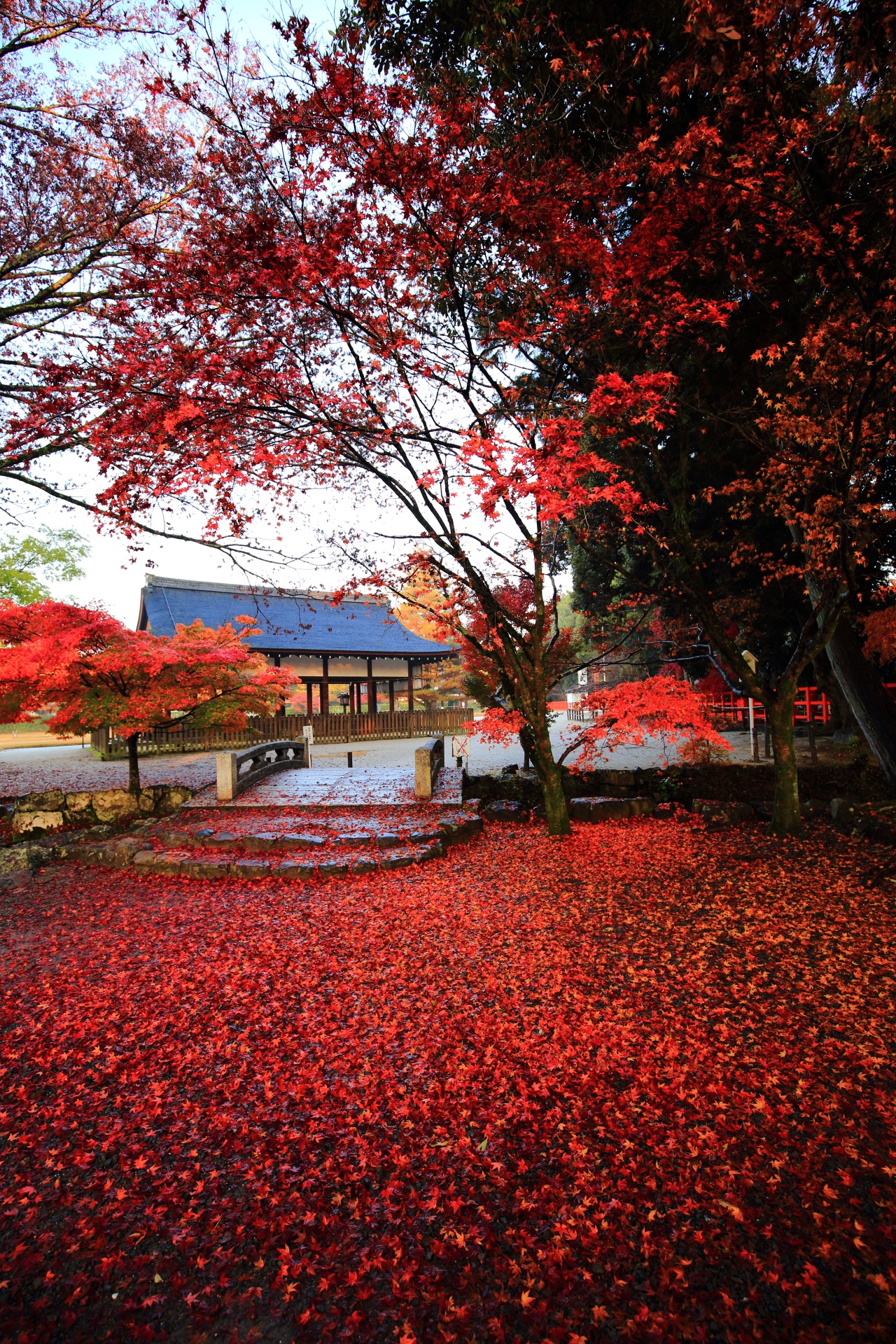 上賀茂神社の素晴らしすぎる紅葉や銀杏と秋の情景