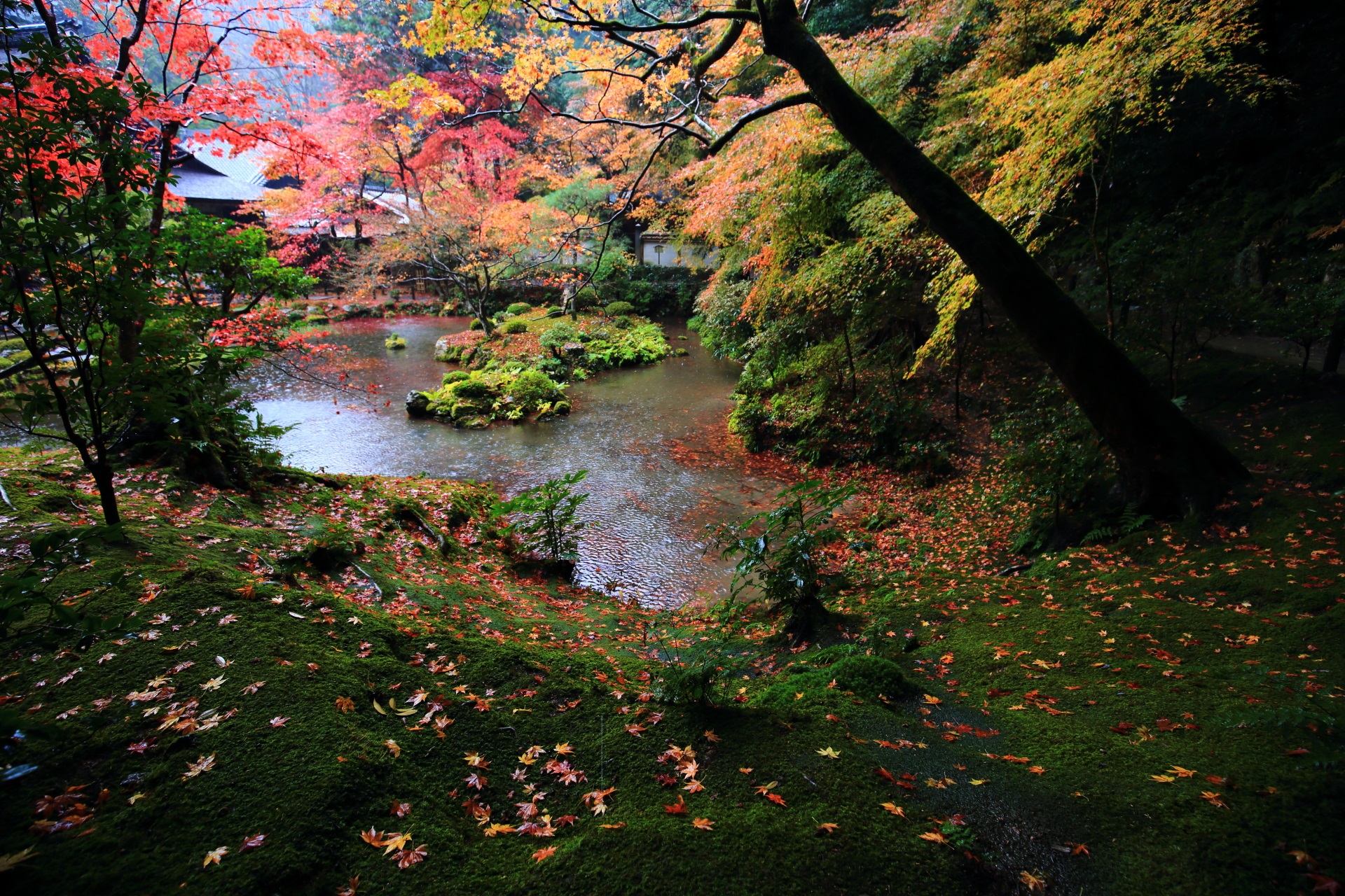 深い緑の苔と散り紅葉の風情ありすぎる秋の光景