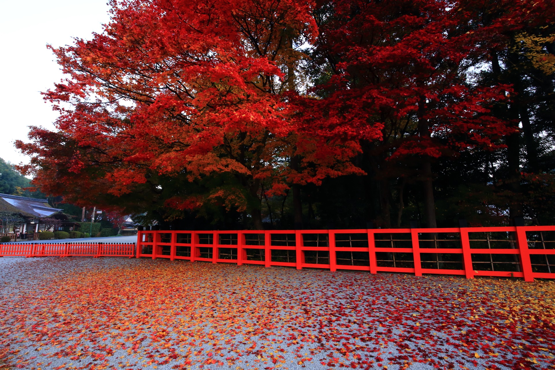 上賀茂神社の赤い紅葉と黄色い紅葉と銀杏の絶妙の色合い