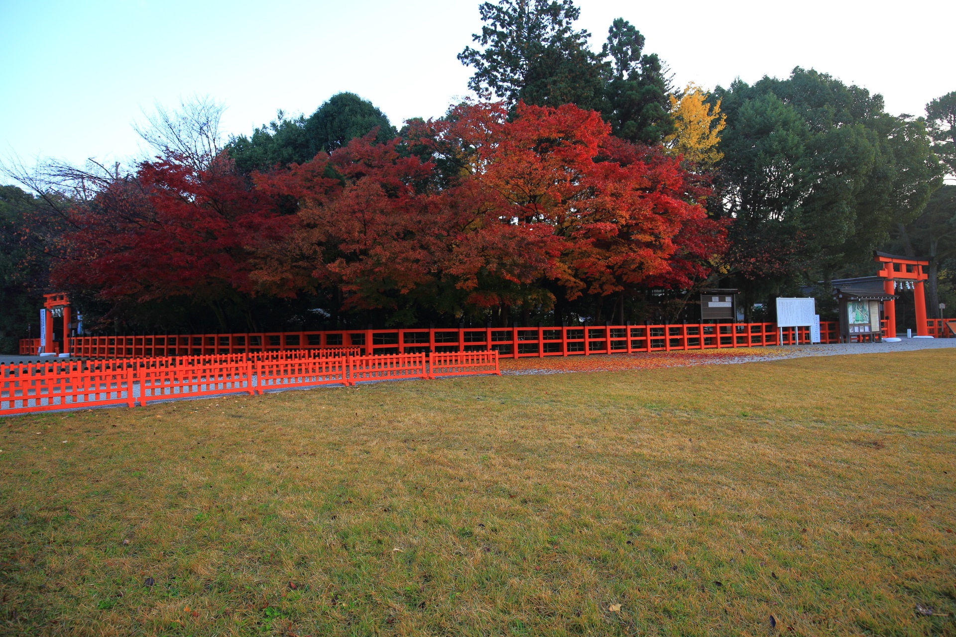 雄大な紅葉が溢れる上賀茂神社の二ノ鳥居付近