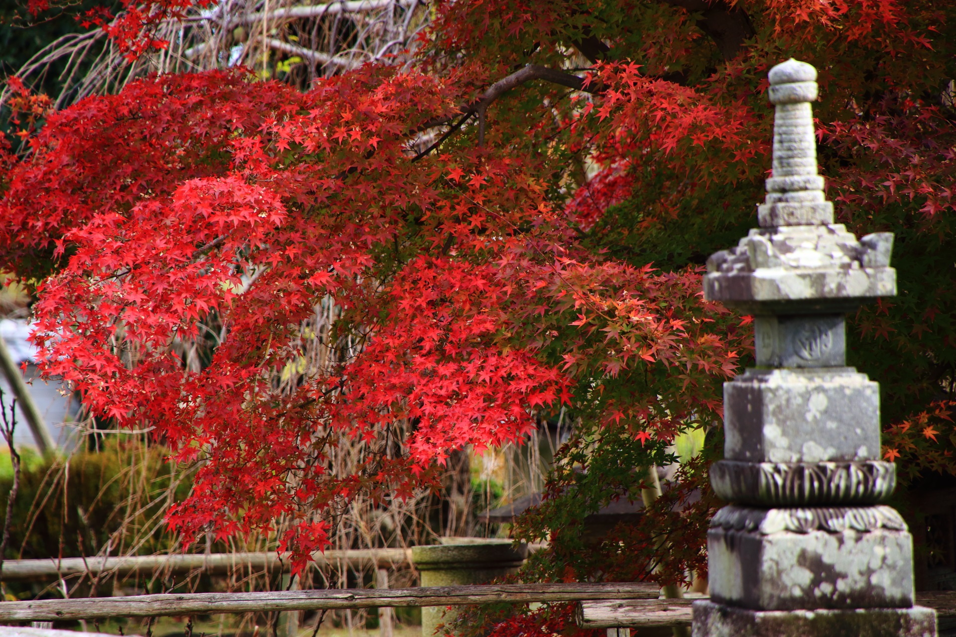 早良親王供養塔と鮮烈な赤さの紅葉