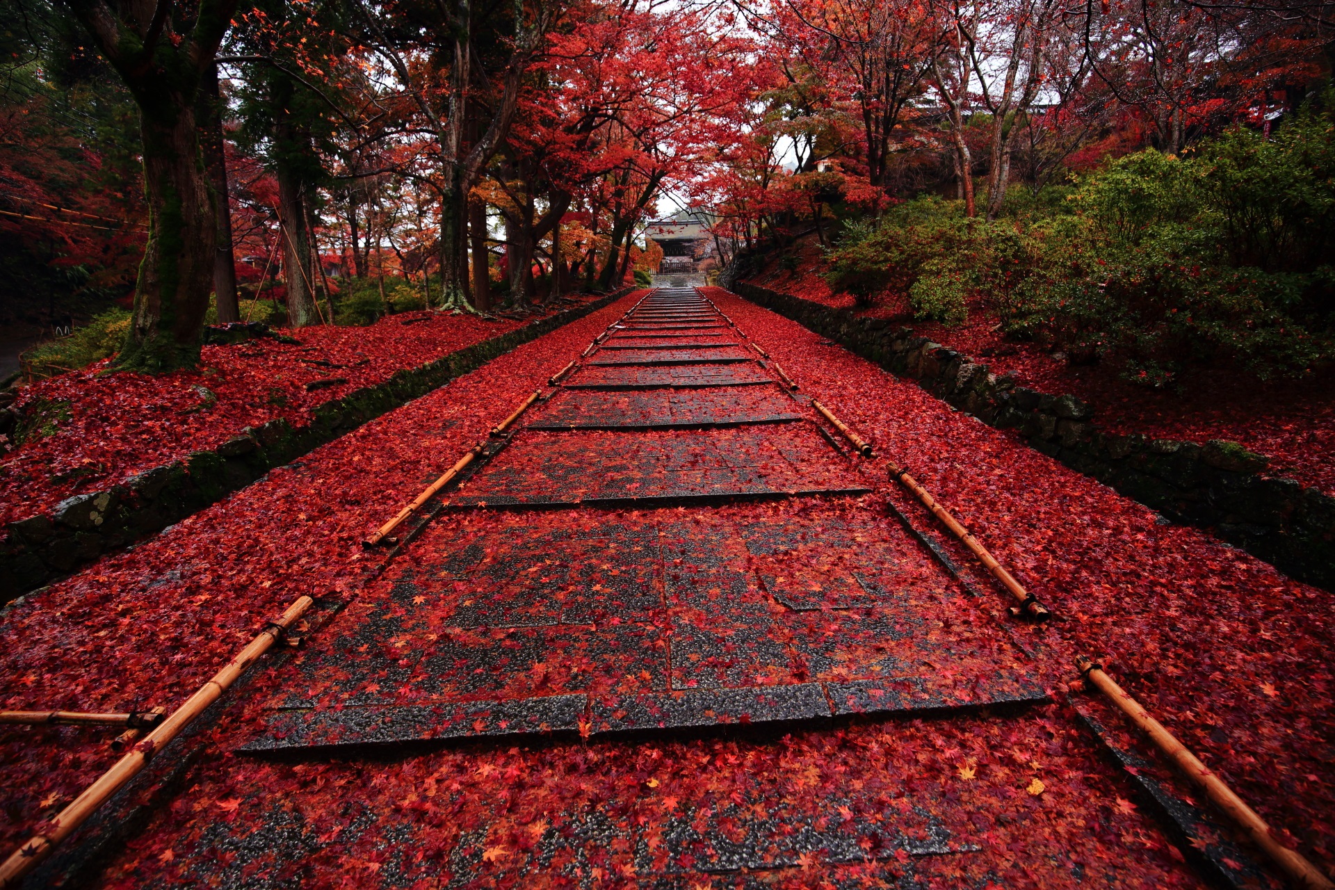 毘沙門堂 紅葉と散りもみじ　極上の秋色に染まる名所