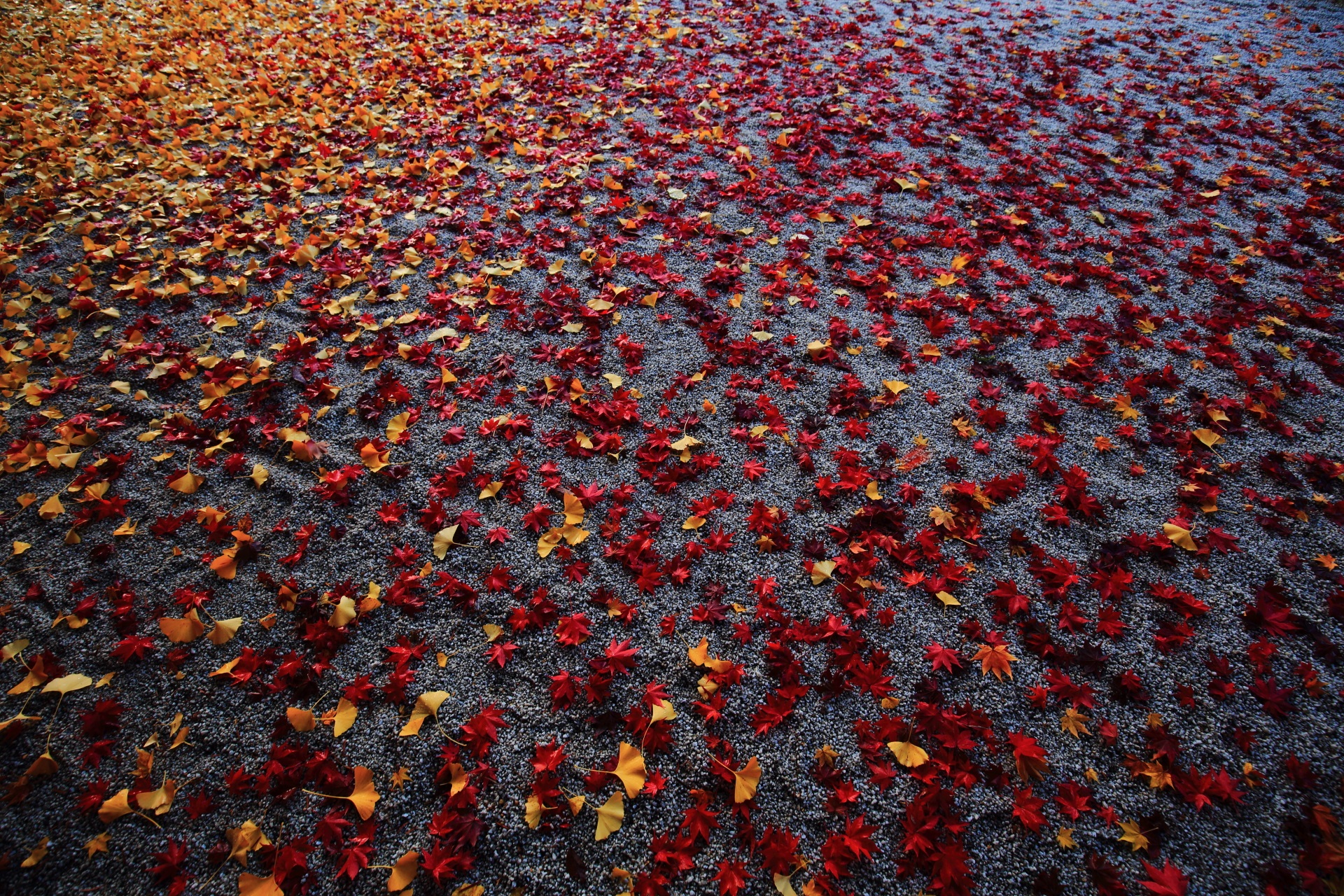 賀茂別雷神社の散り紅葉と散り銀杏