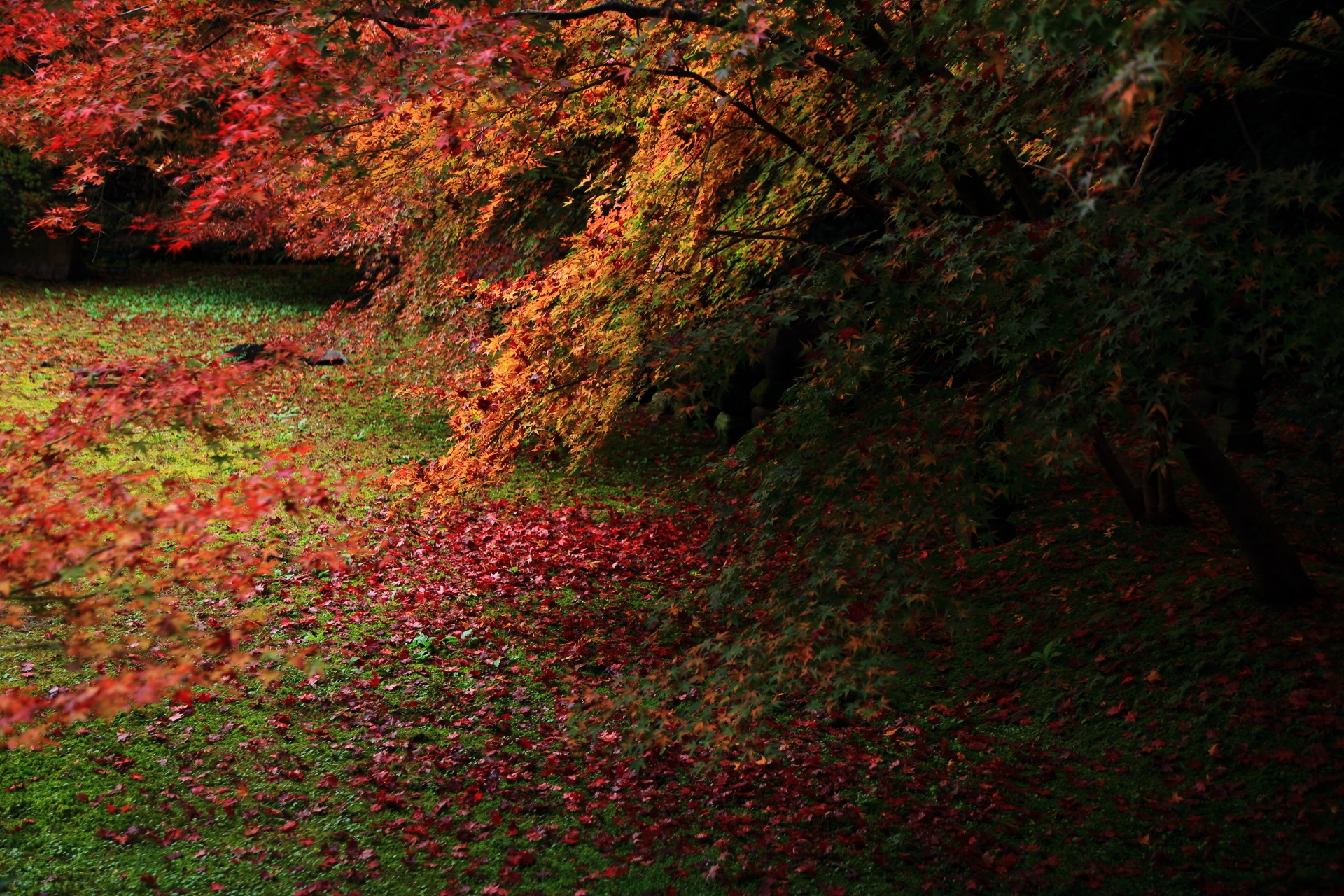 実相院門跡の美しく風情ある秋の風景