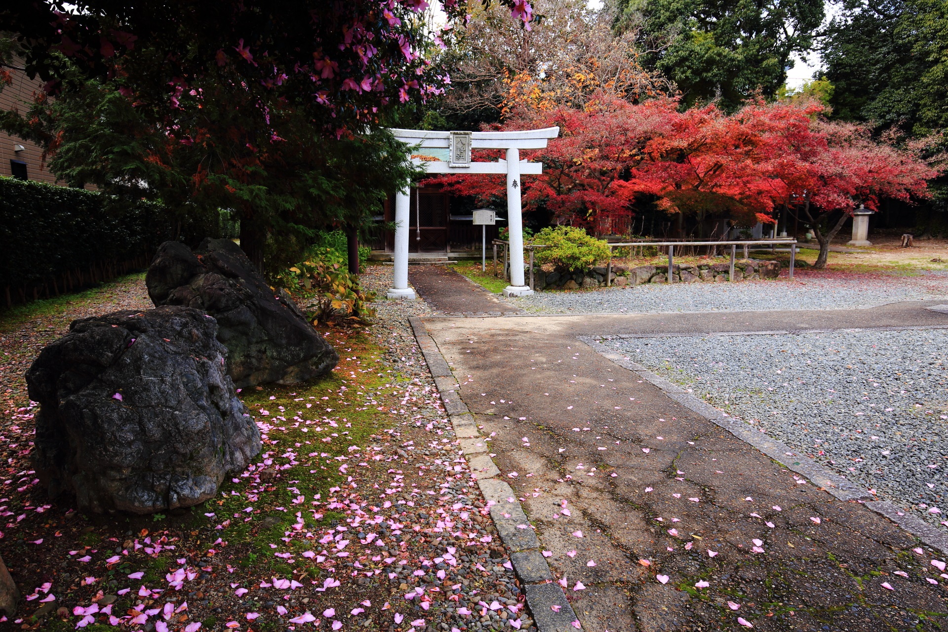 乙訓寺の鎮守八幡社と紅葉と散った山茶花の花