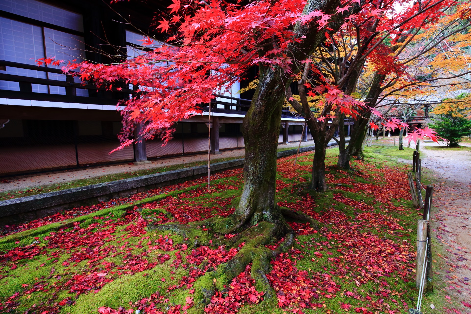 緑の苔を鮮烈に染める真っ赤な紅葉