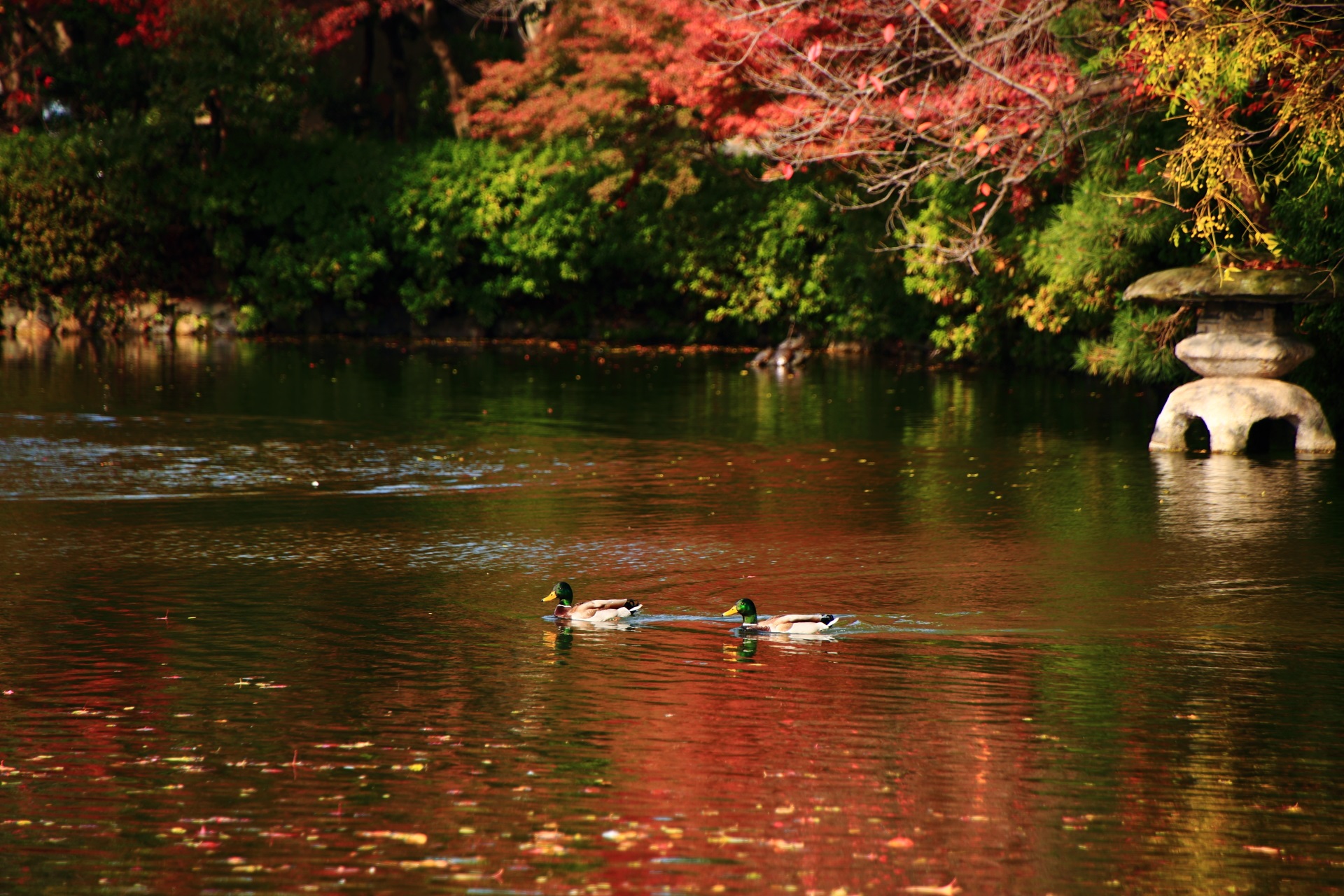 神泉苑の紅葉の水鏡と鴨