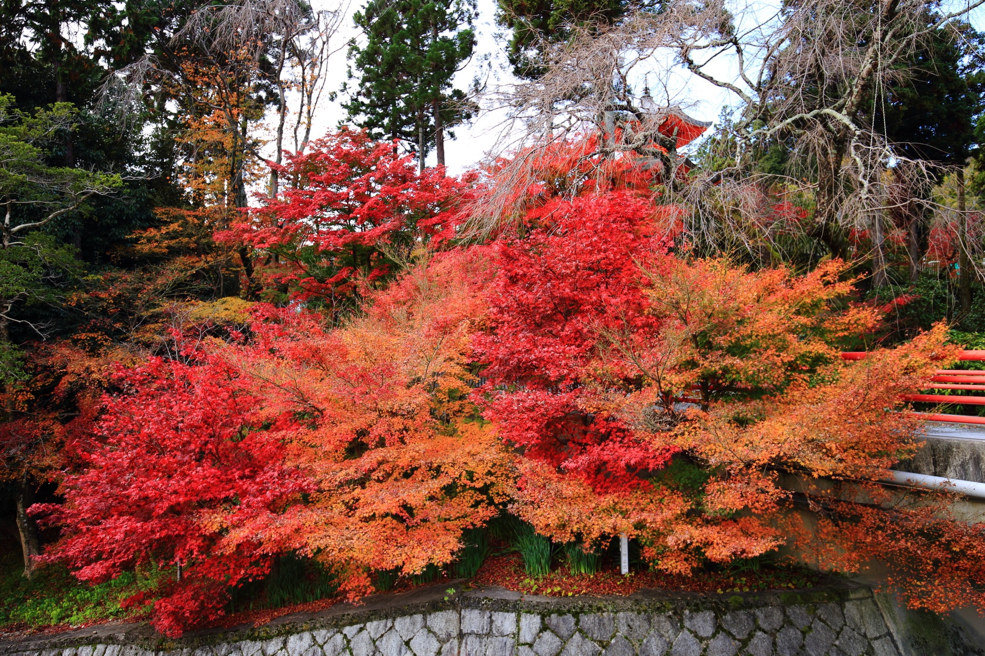 Kyoto Shobo-ji Temple colored leaves