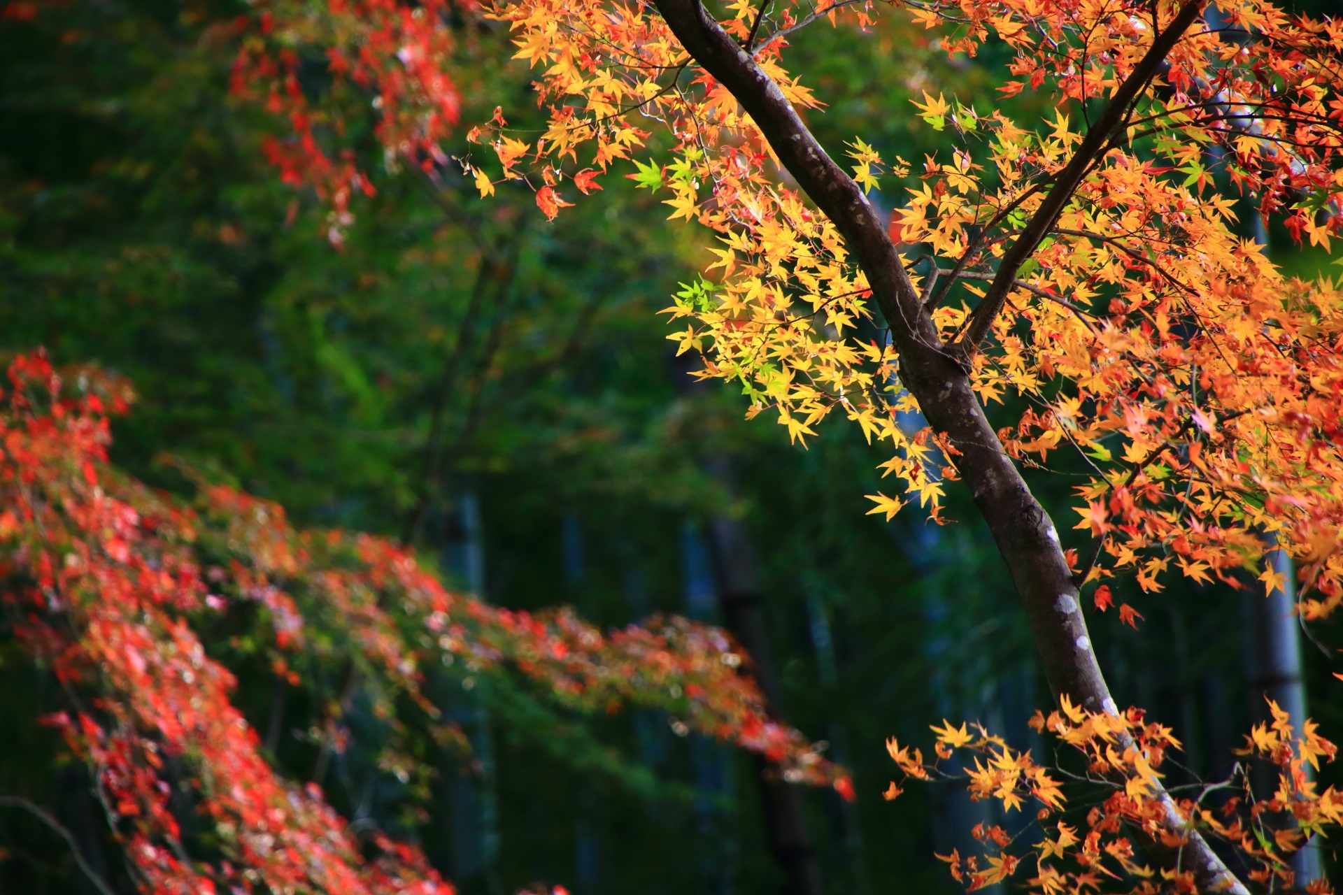 趣きある空間で秋風にそよぐ多彩な紅葉