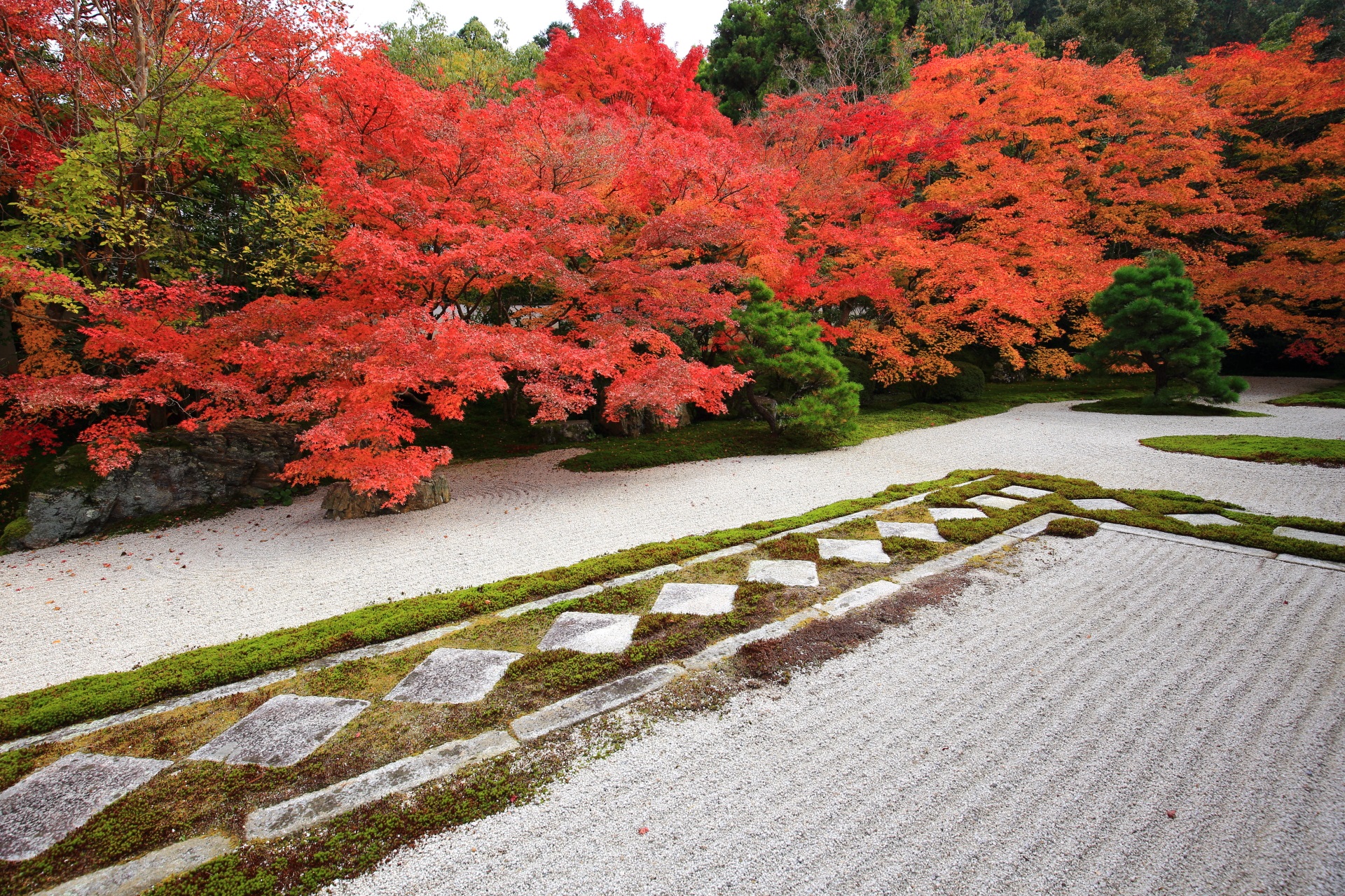 圧巻の彩りの天授庵の方丈前の石庭（本堂前庭園）の紅葉