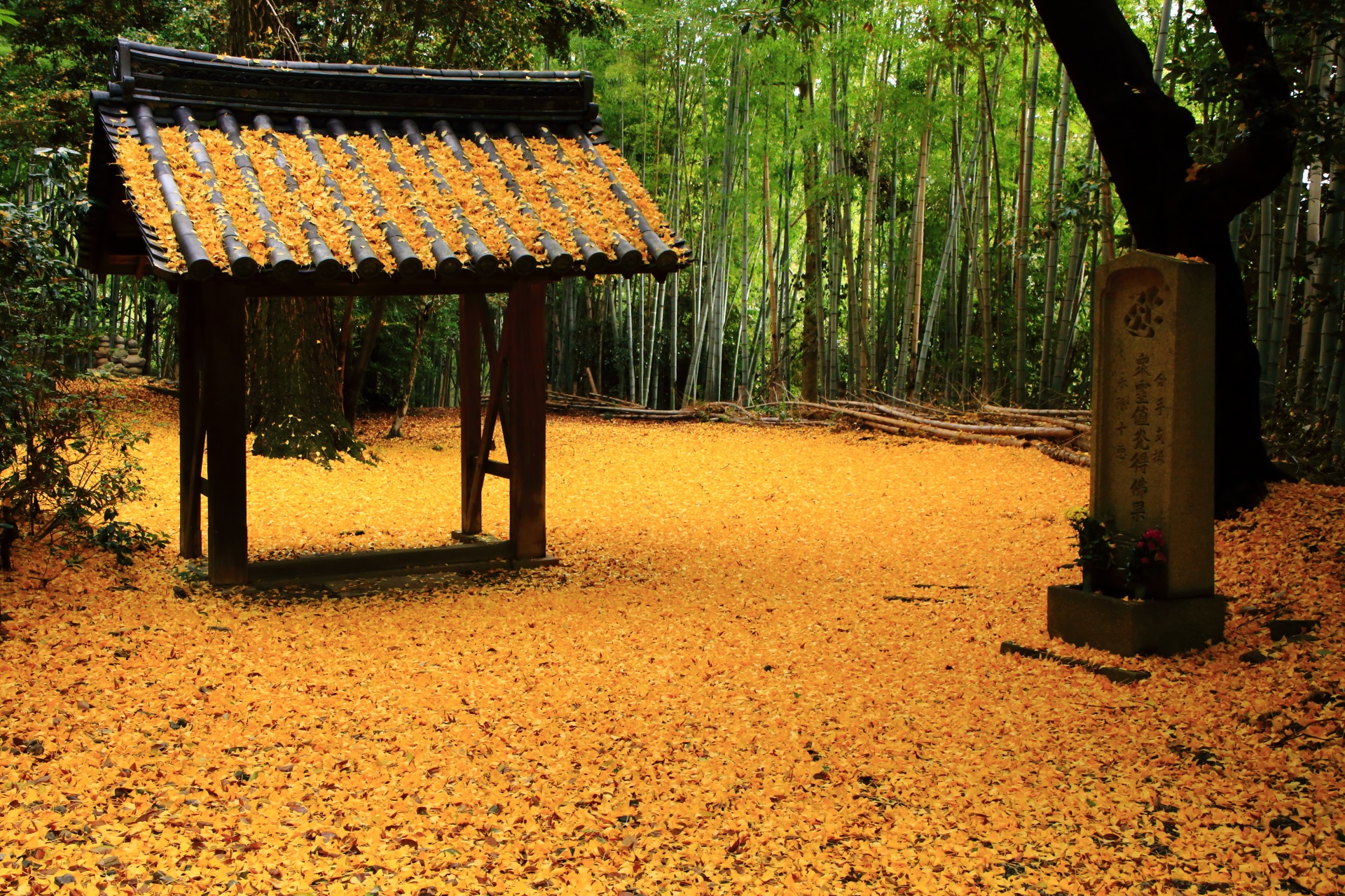 山崎聖天 散り銀杏　大山崎の神秘的な黄色い絨毯